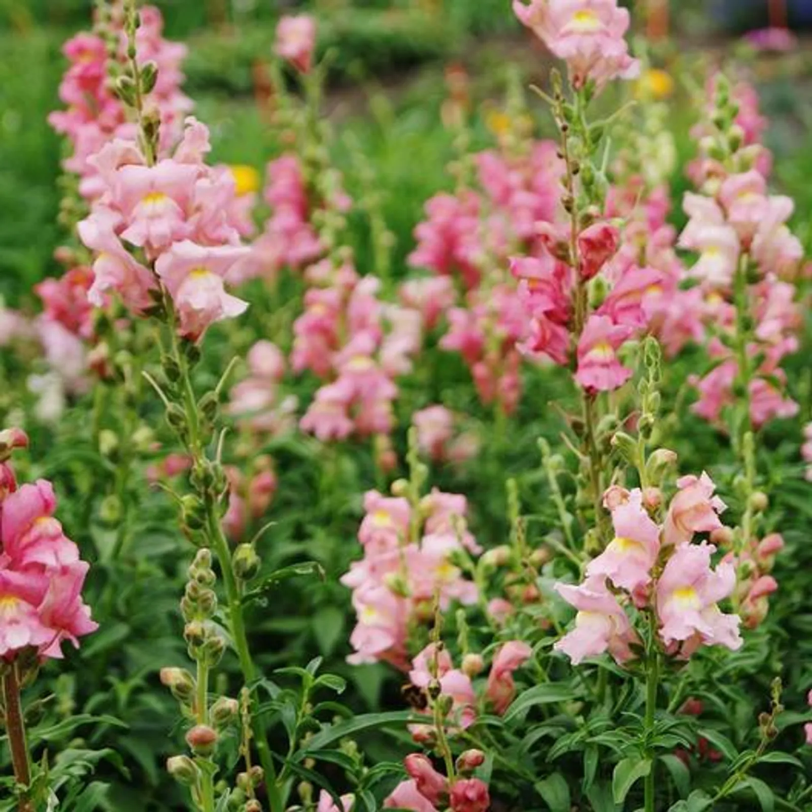 Rose Snapdragon