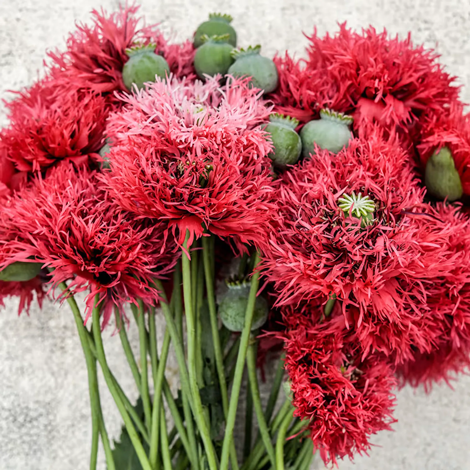 Rose Feathers Poppies