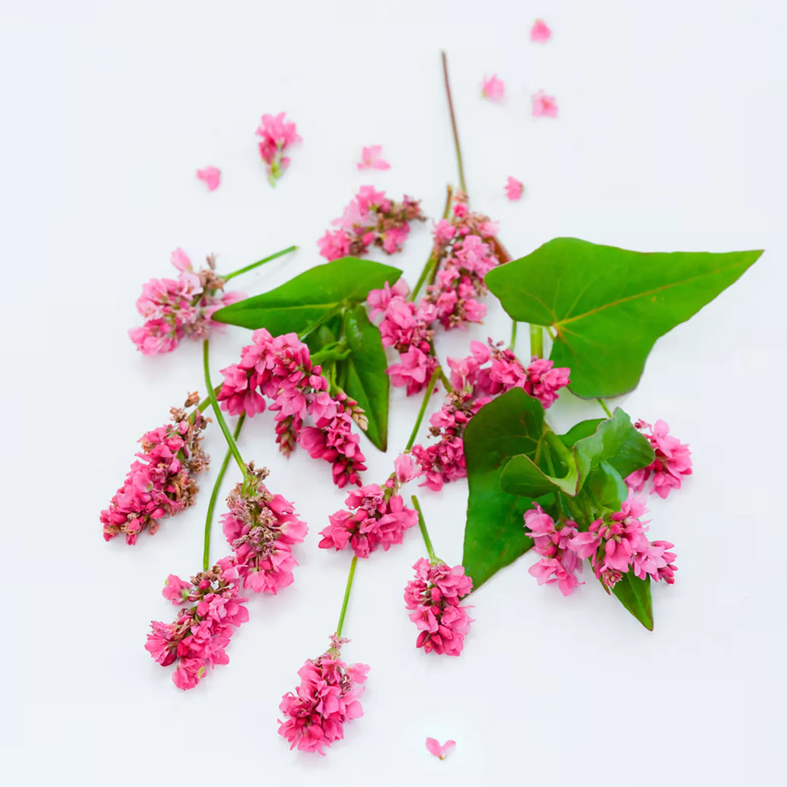 Rose Red Soba Buckwheat