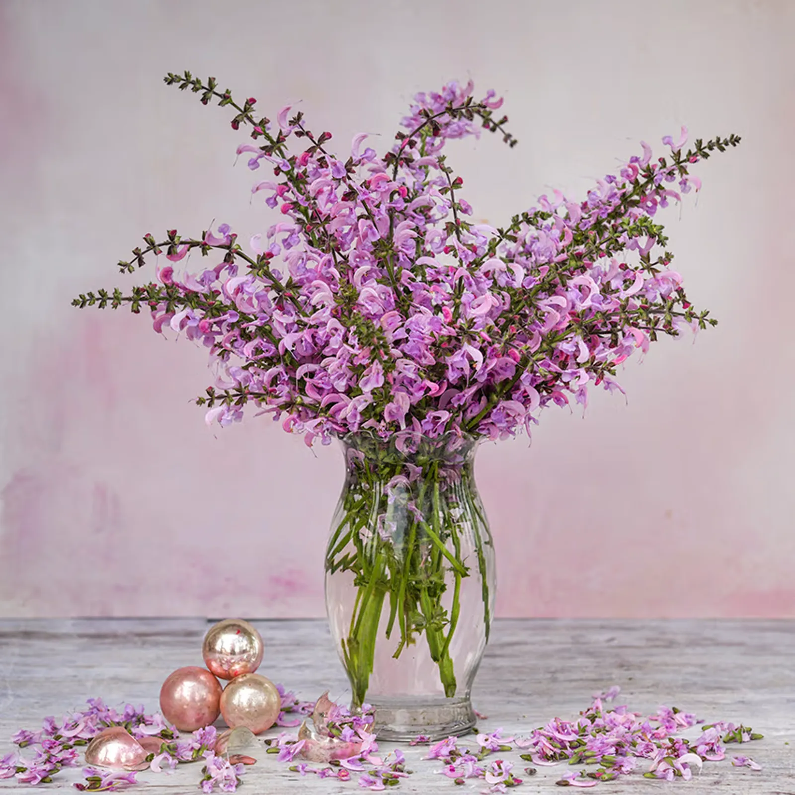 Rose Rhapsody Sage