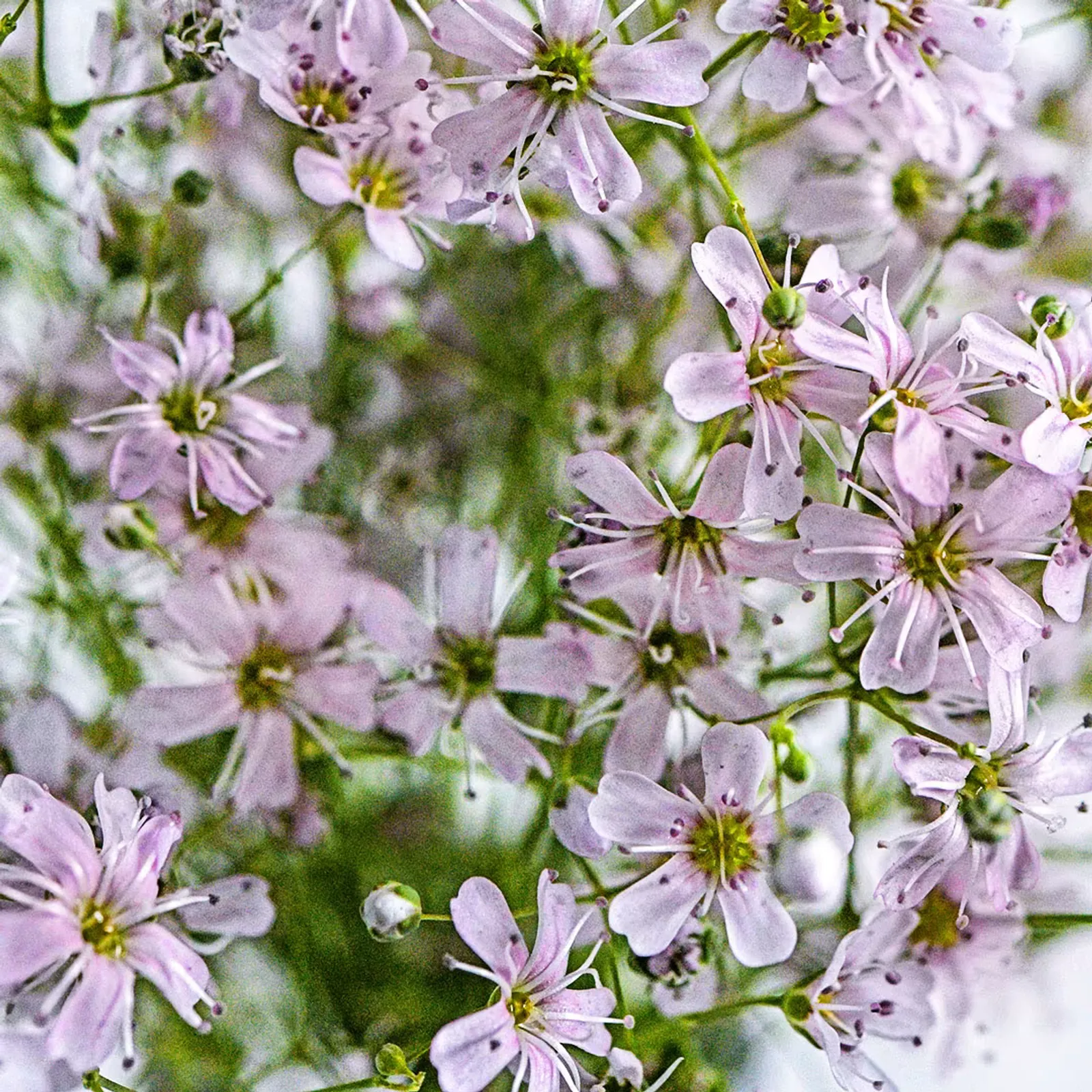 Rosea Baby's Breath