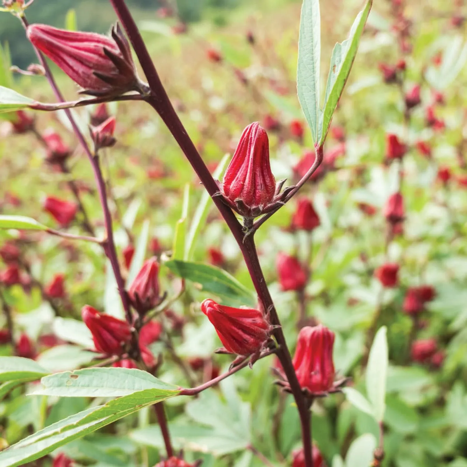 Roselle-Asian Sour Leaf Hibiscus