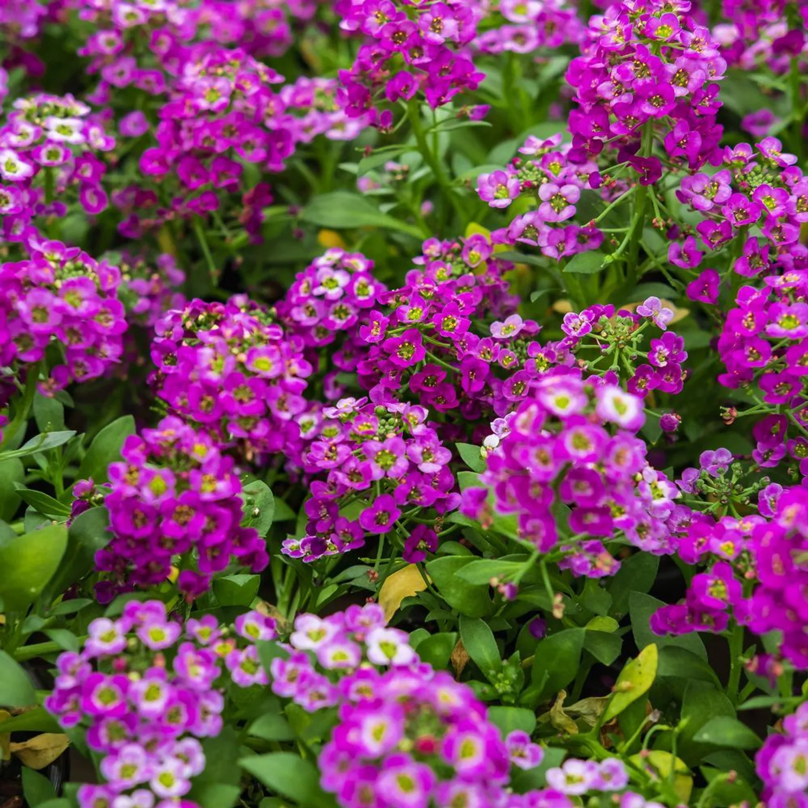 Rosie O'Day Sweet Alyssum