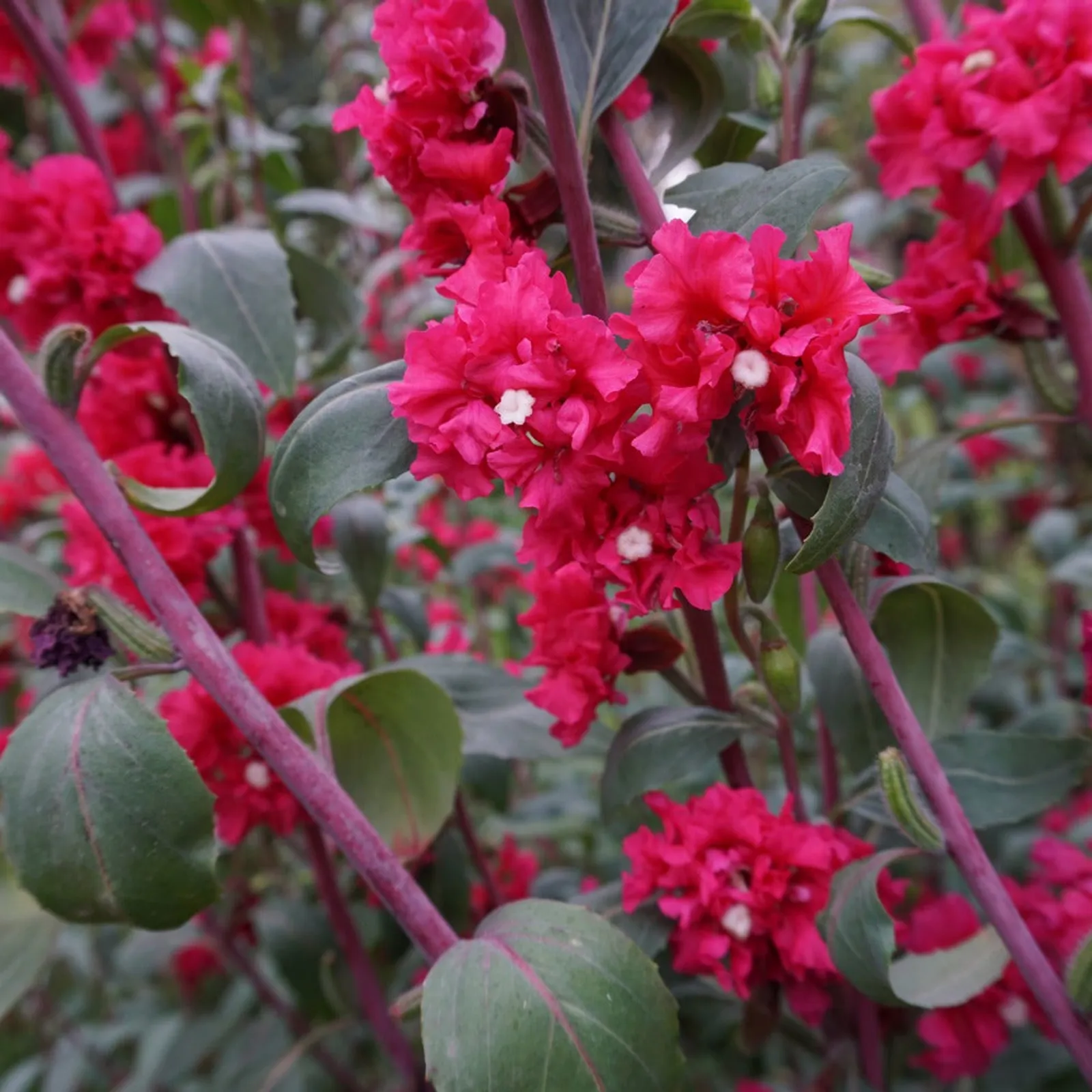 Rosy Cheek to Cheek Clarkia