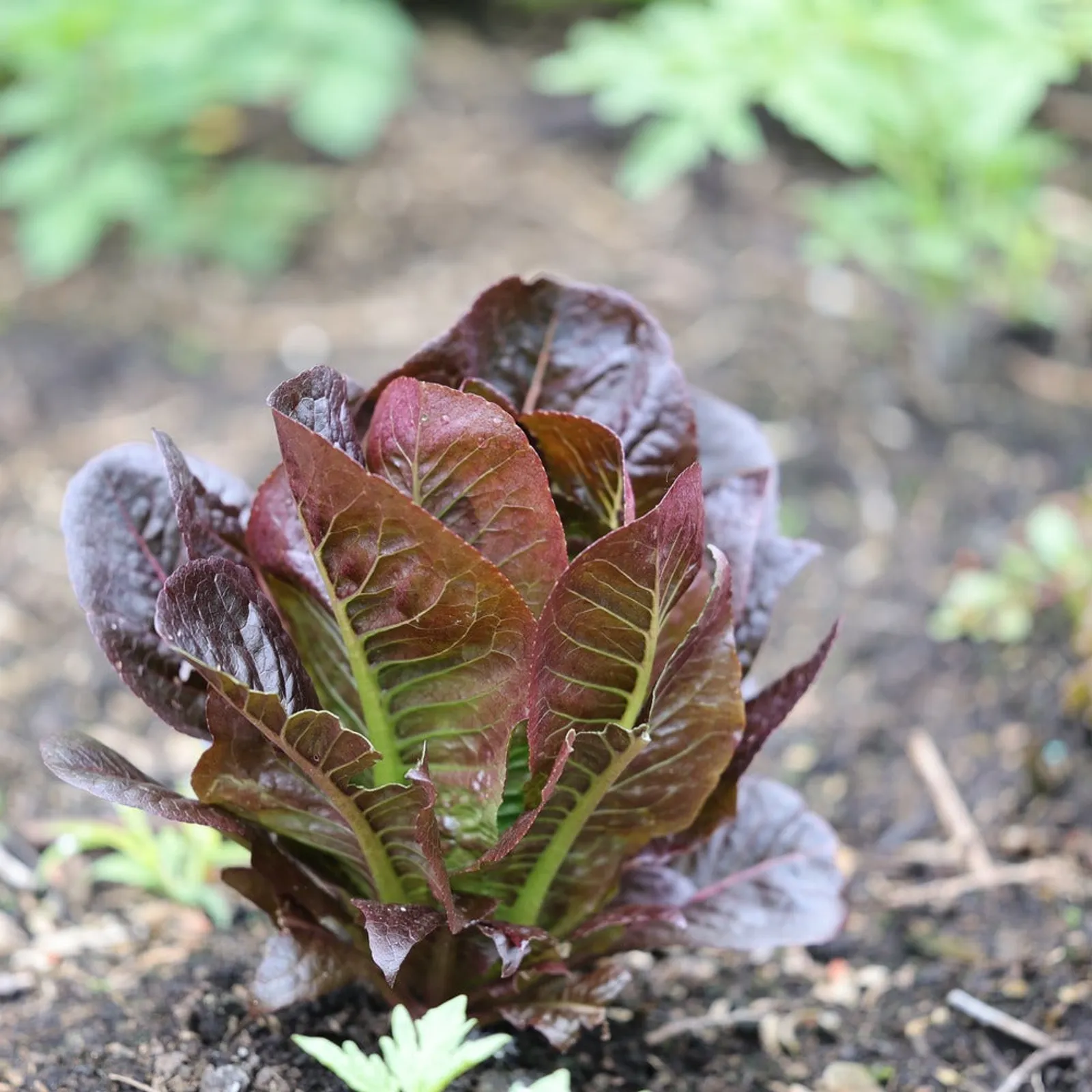 Romaine Lettuce