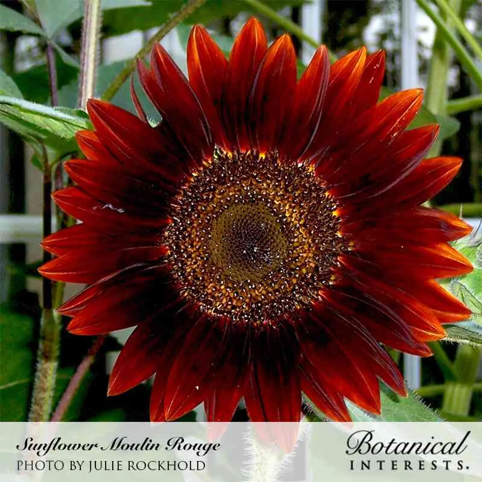 Rouge Royale Sunflower