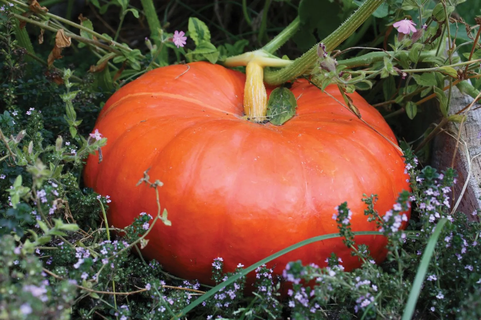 Rouge Vif Detampes Pumpkin