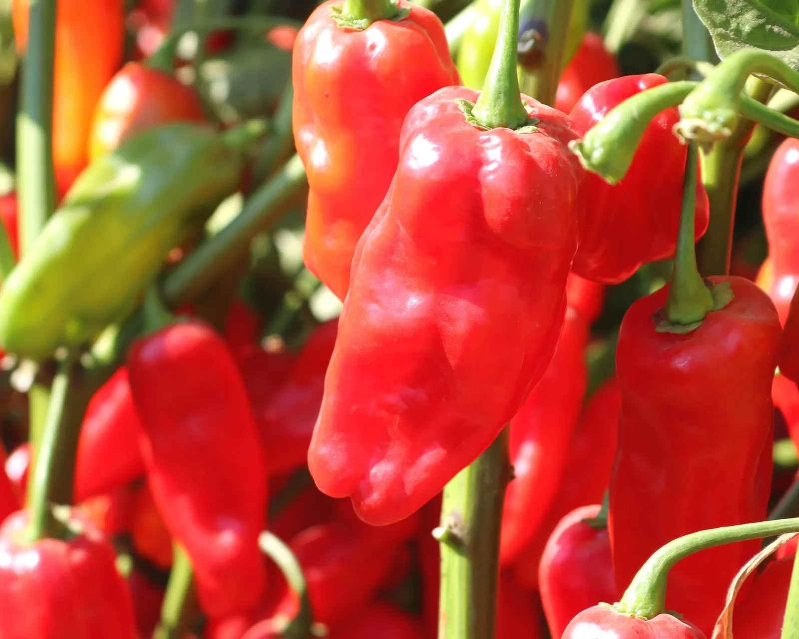 Roulette Habanero Peppers