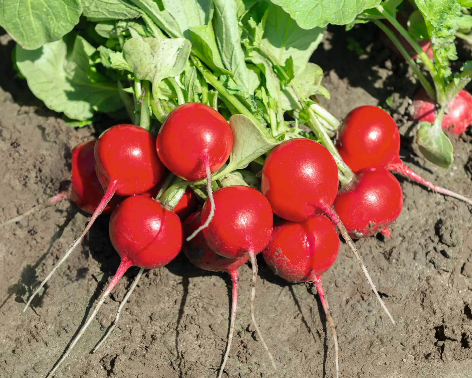 Roxanne Radishes