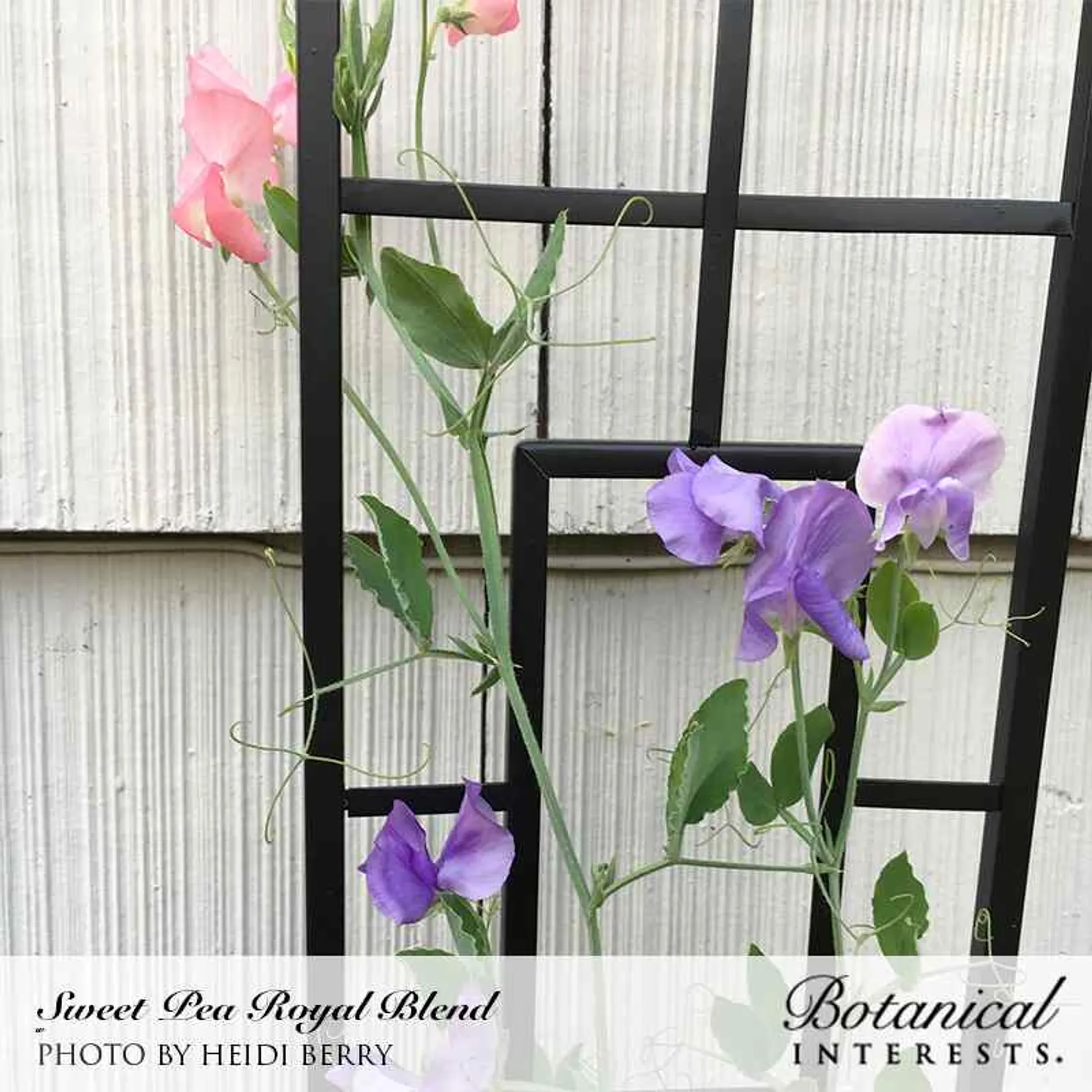 Royal Blend Sweet Peas