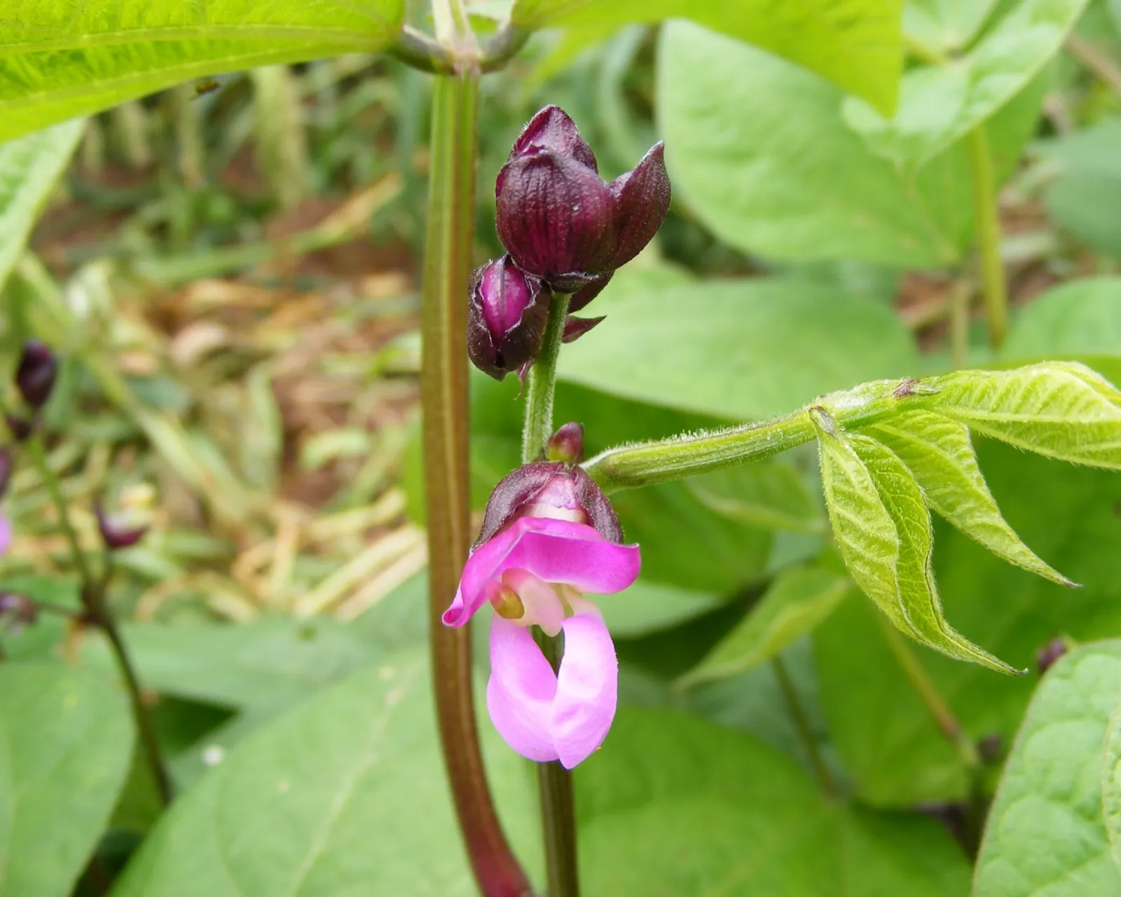 Royal Burgundy Beans