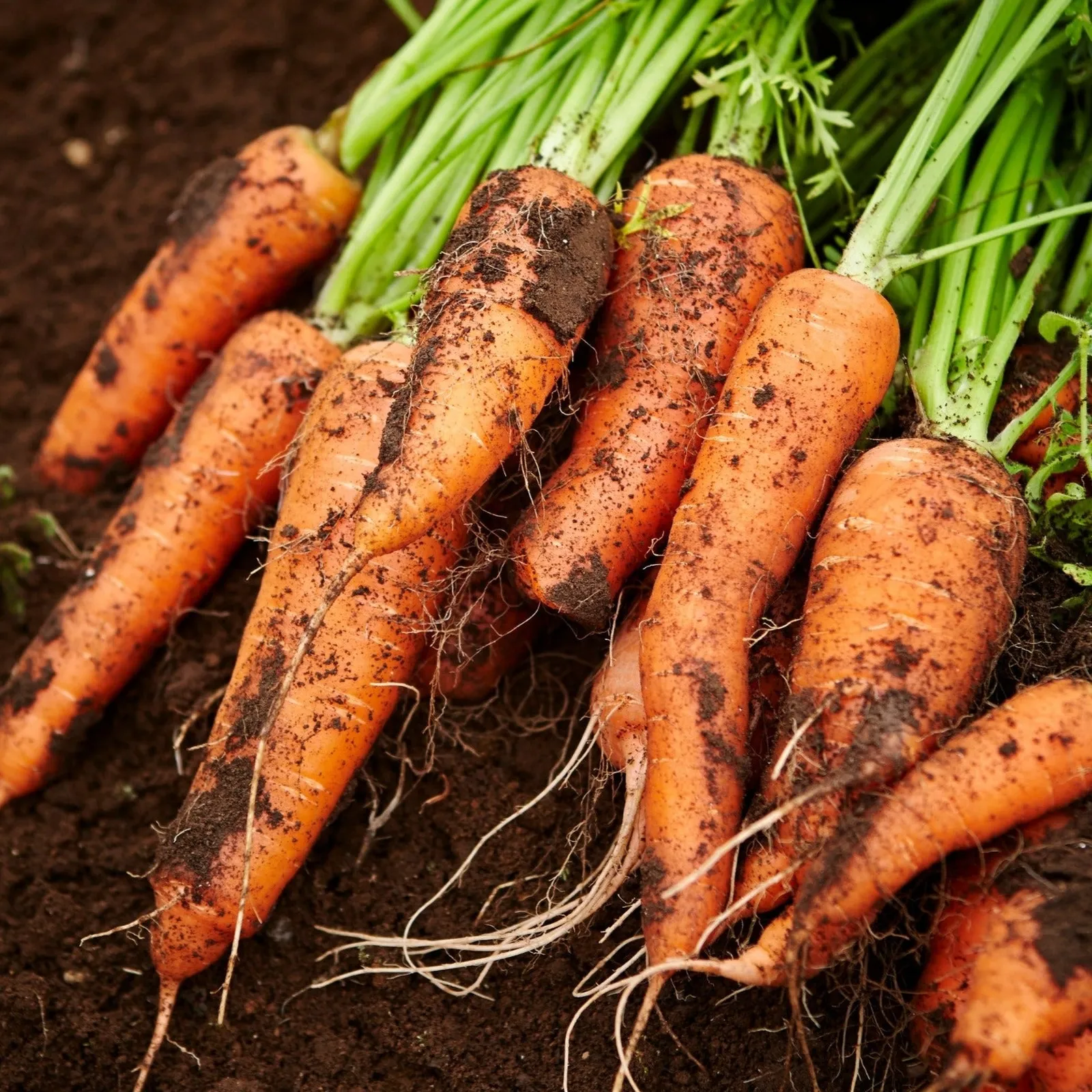 Royal Chantenay Carrots