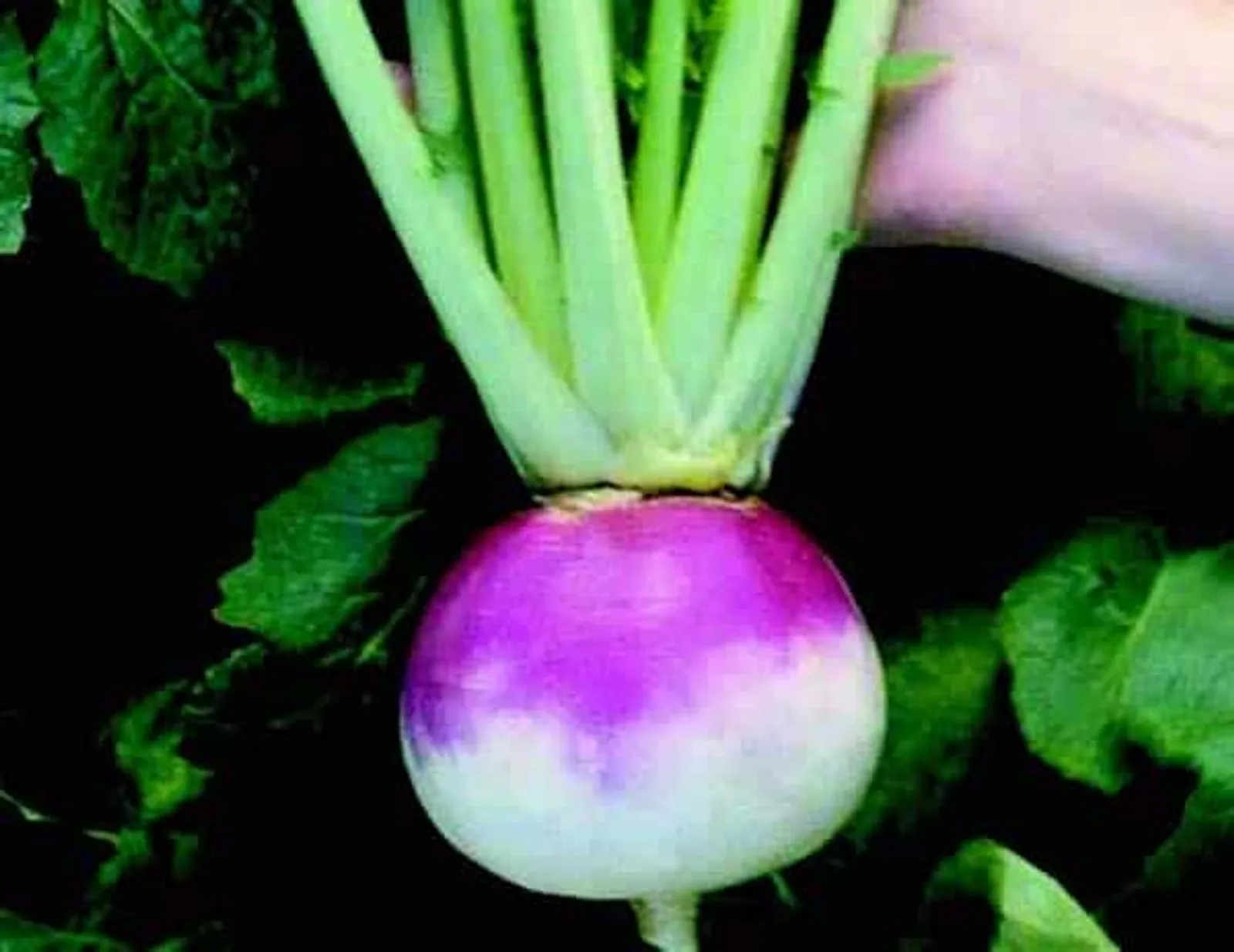 Royal Crown Turnips