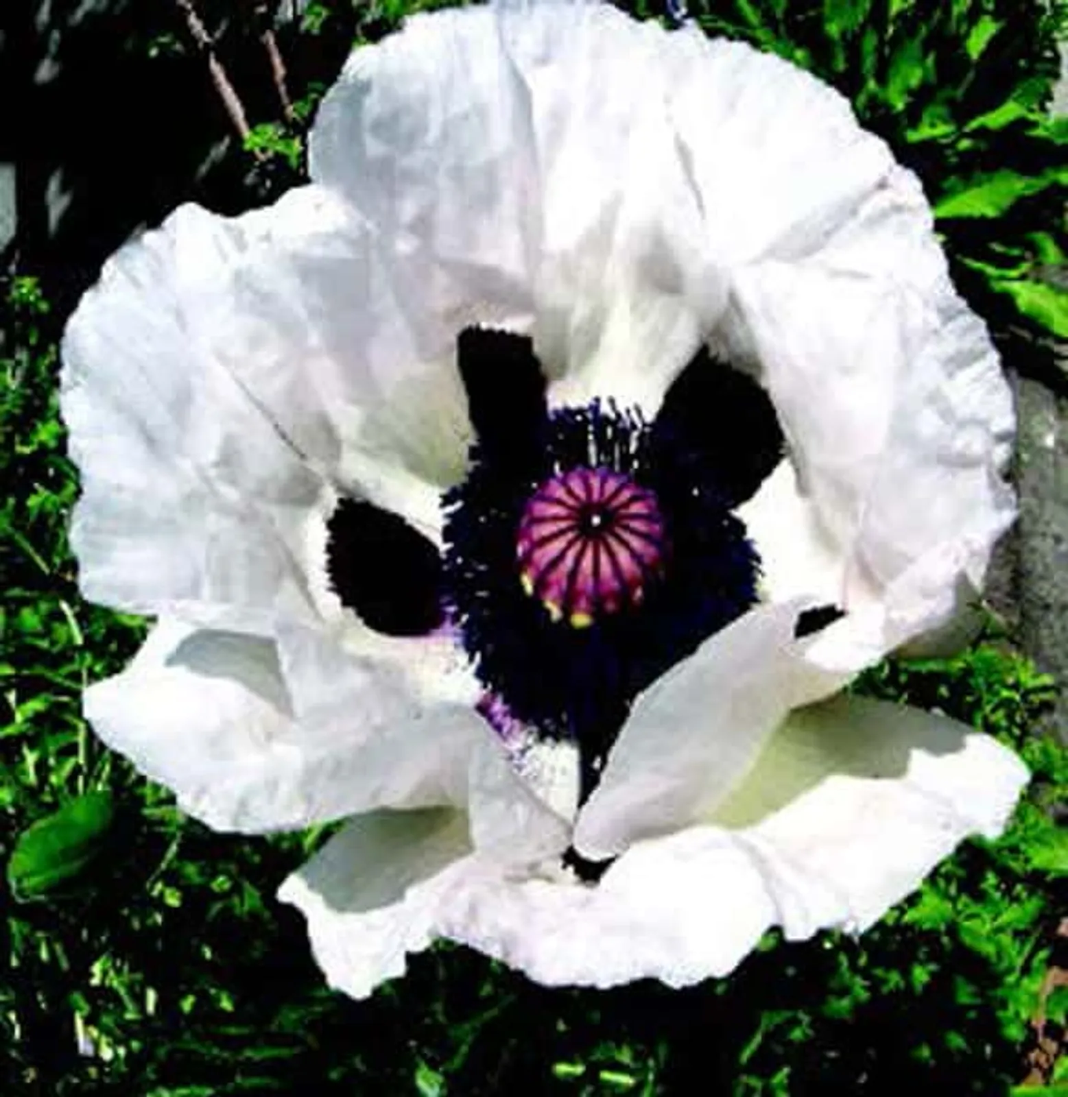 Royal Wedding Oriental Poppies