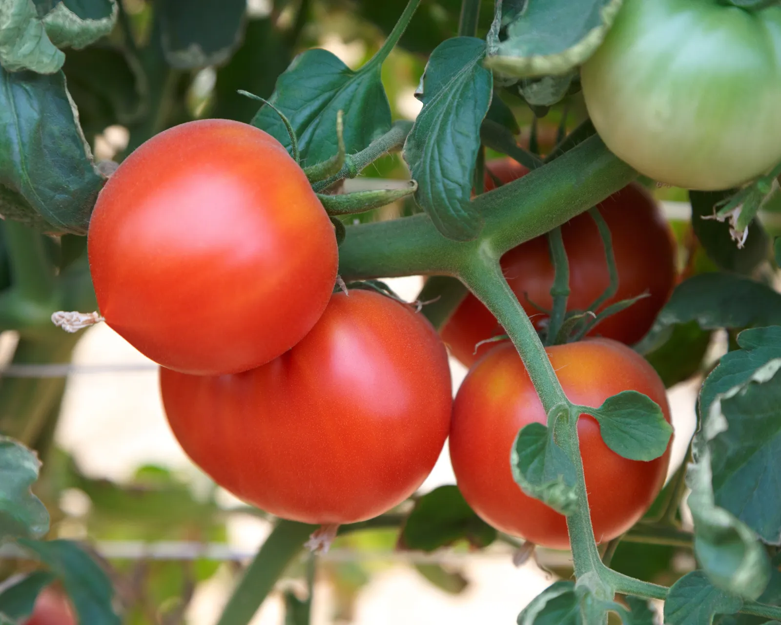 Rubee Dawn Tomatoes