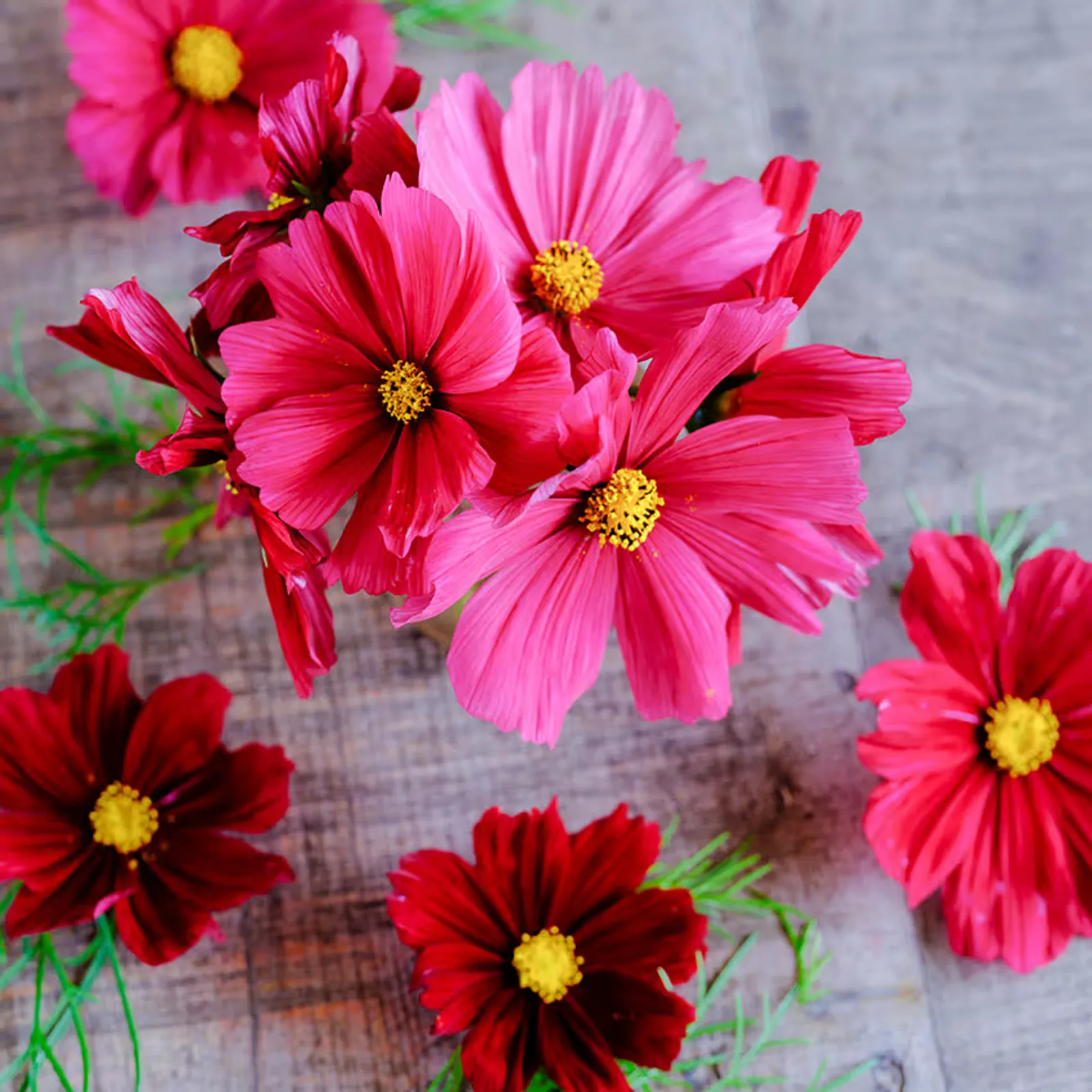 Rubenza Cosmos