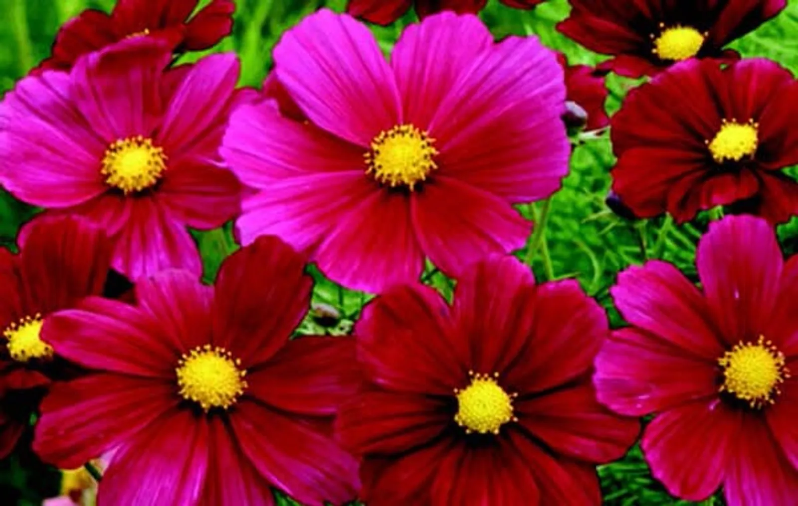 Rubinato Cosmos