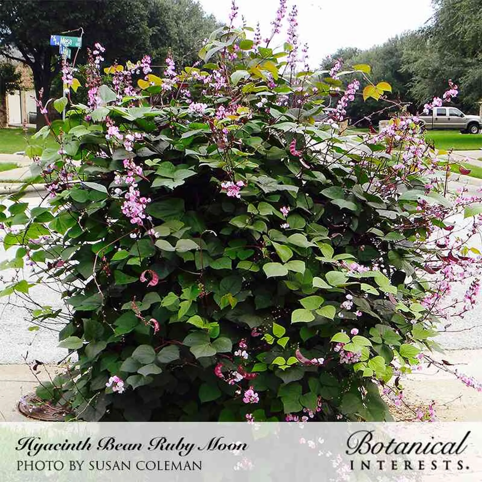 Ruby Moon Hyacinth Beans