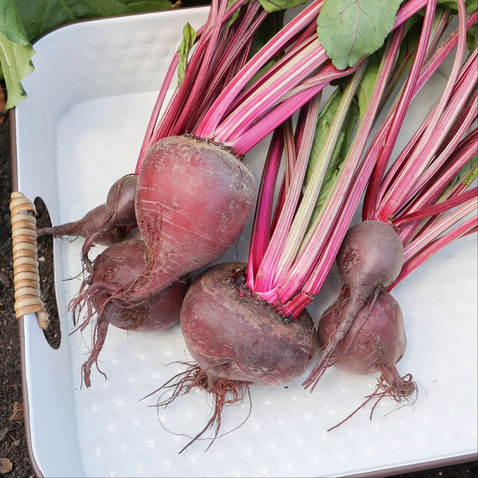 Ruby Queen Beets