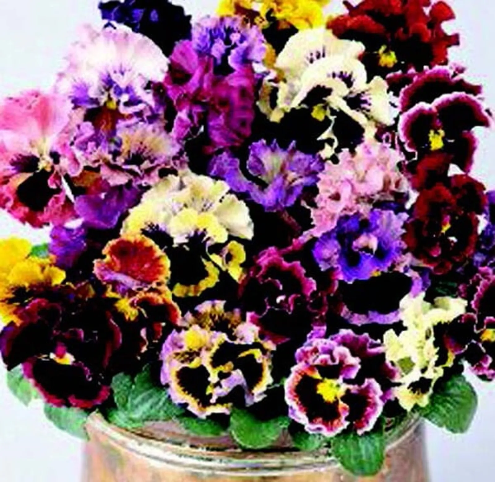Ruffled Feathers Mix Pansy