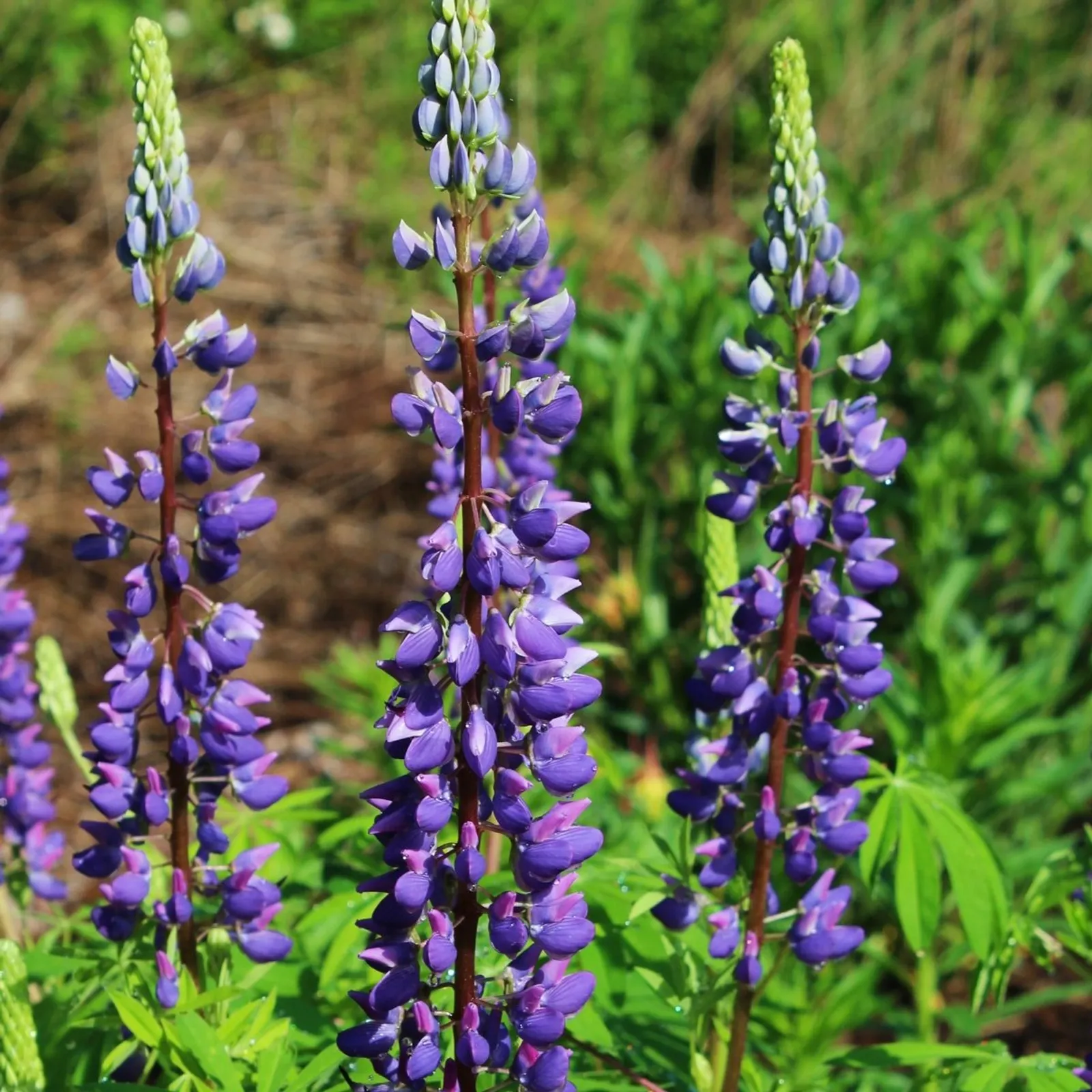 Russell's Hybrid Mixed Colors Lupine