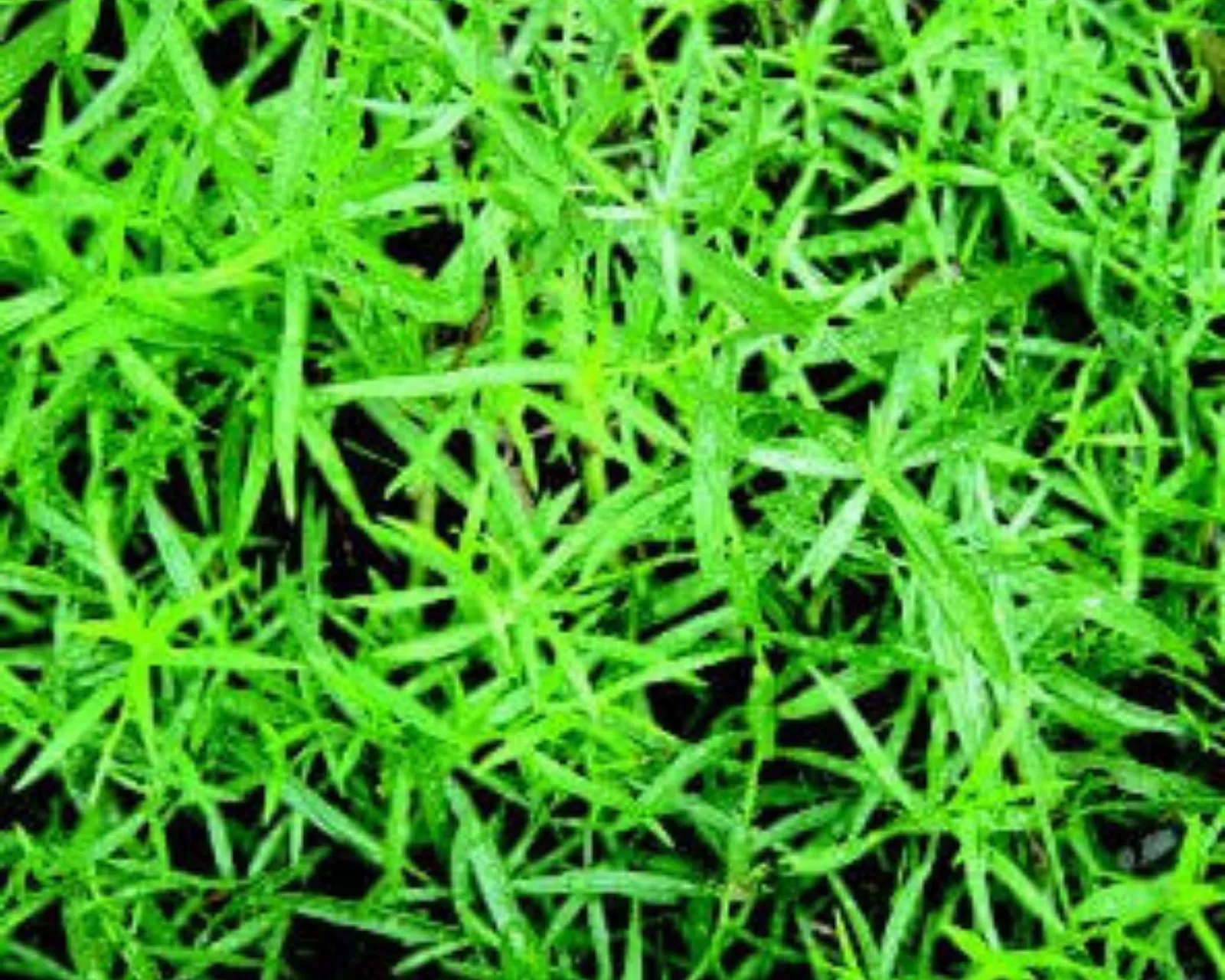 Russian Tarragon