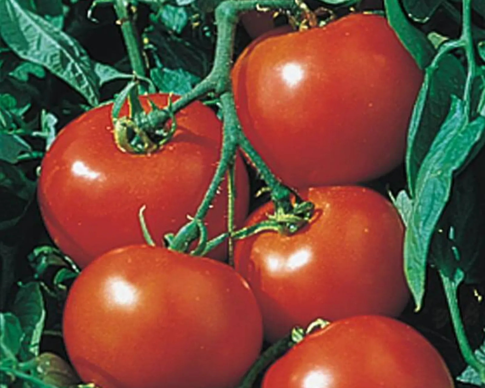Rutgers Tomatoes