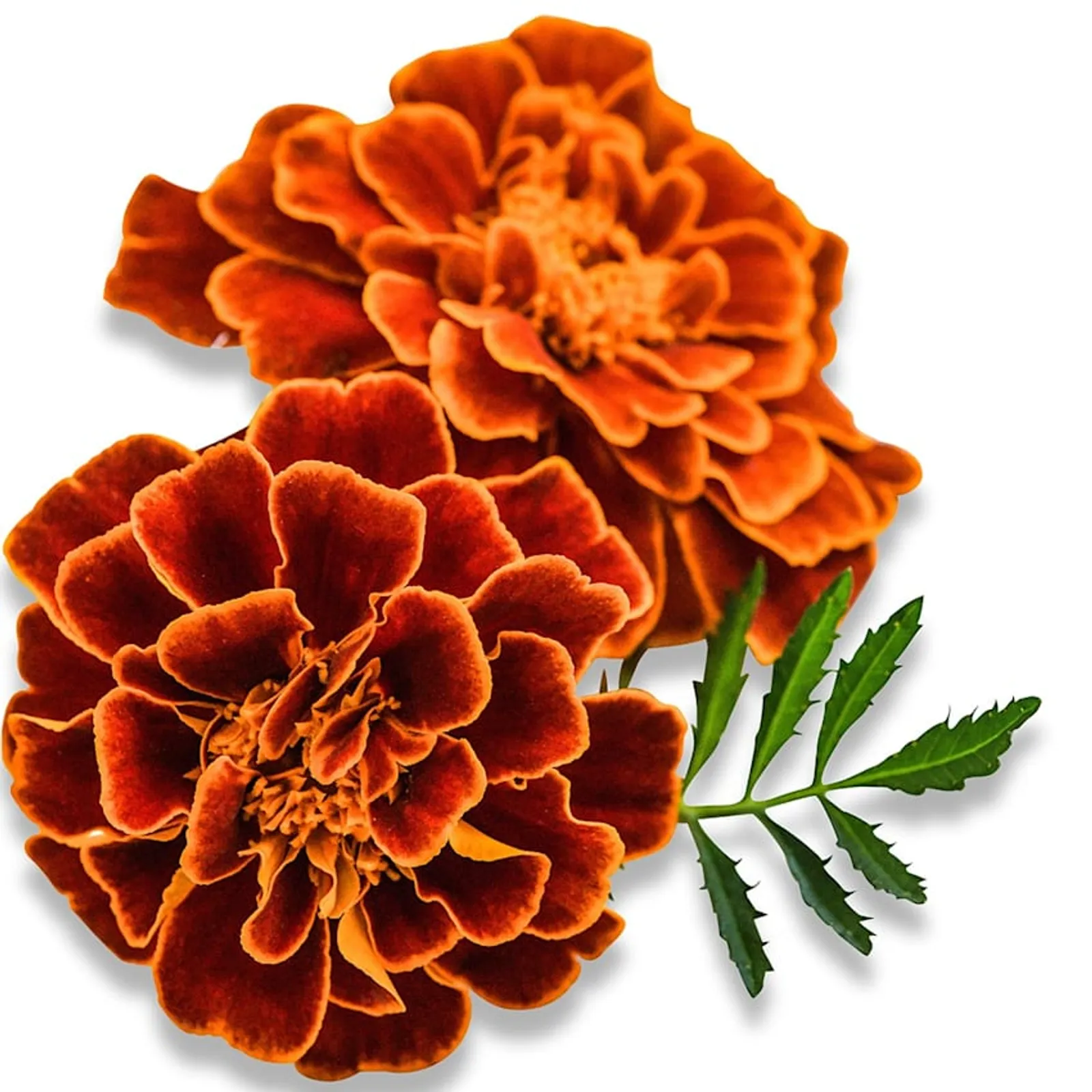 Safari Scarlet Marigold