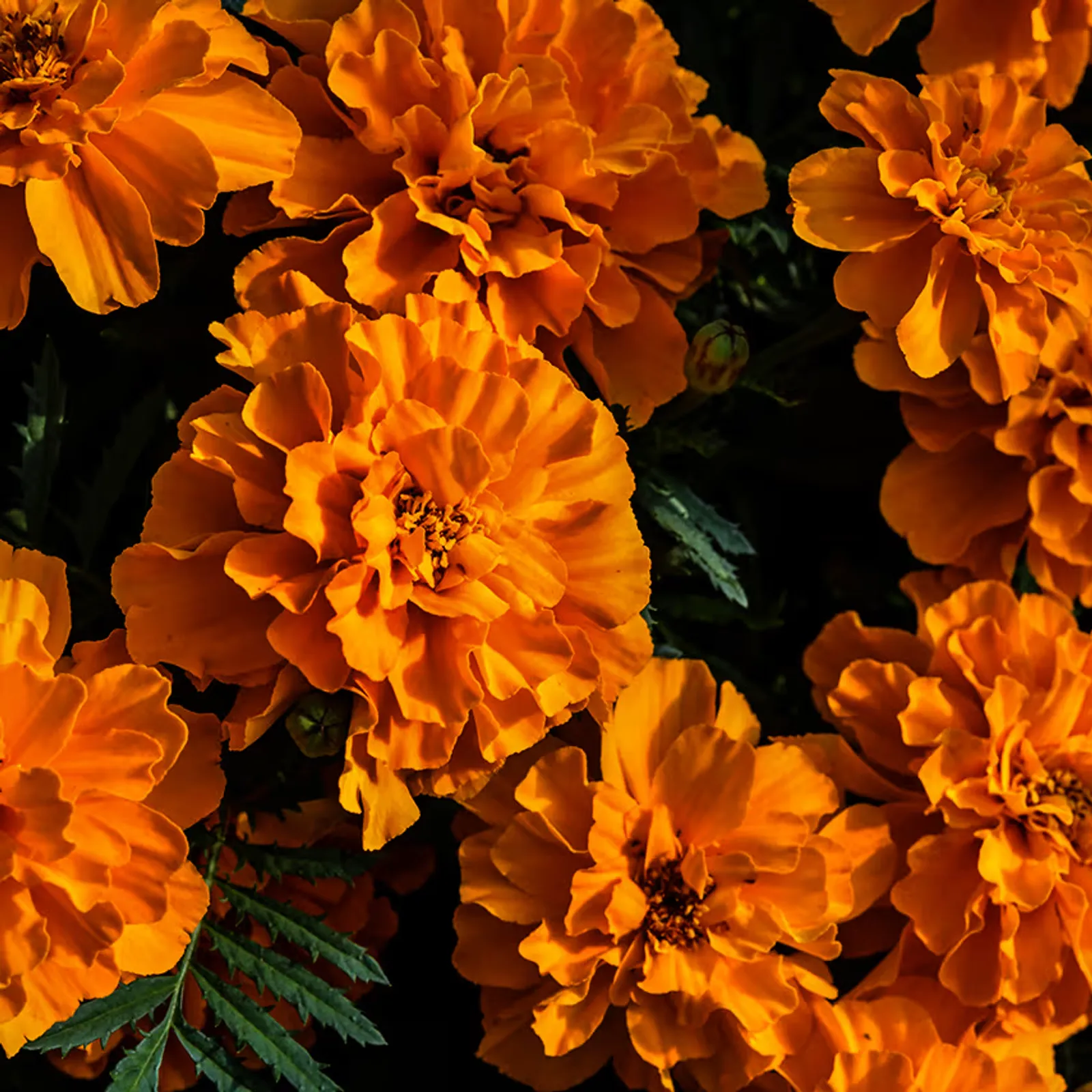 Safari Tangerine Marigold