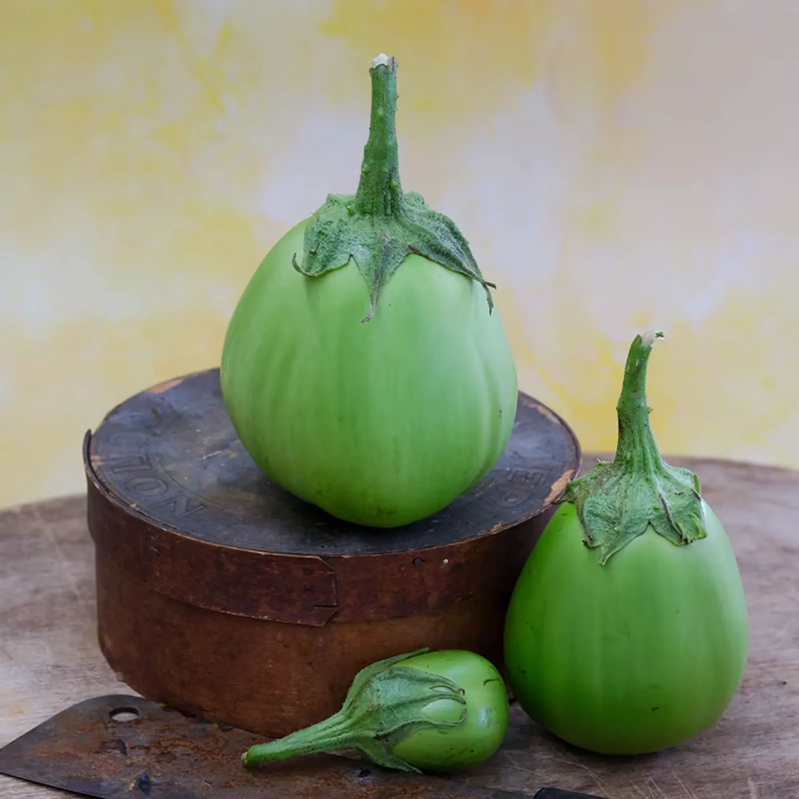 Saitama AO Daimaru Eggplant