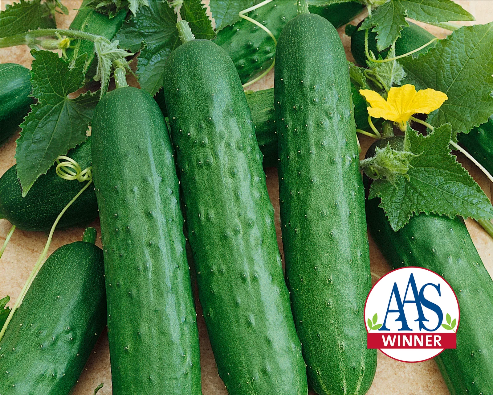 Salad Cucumbers