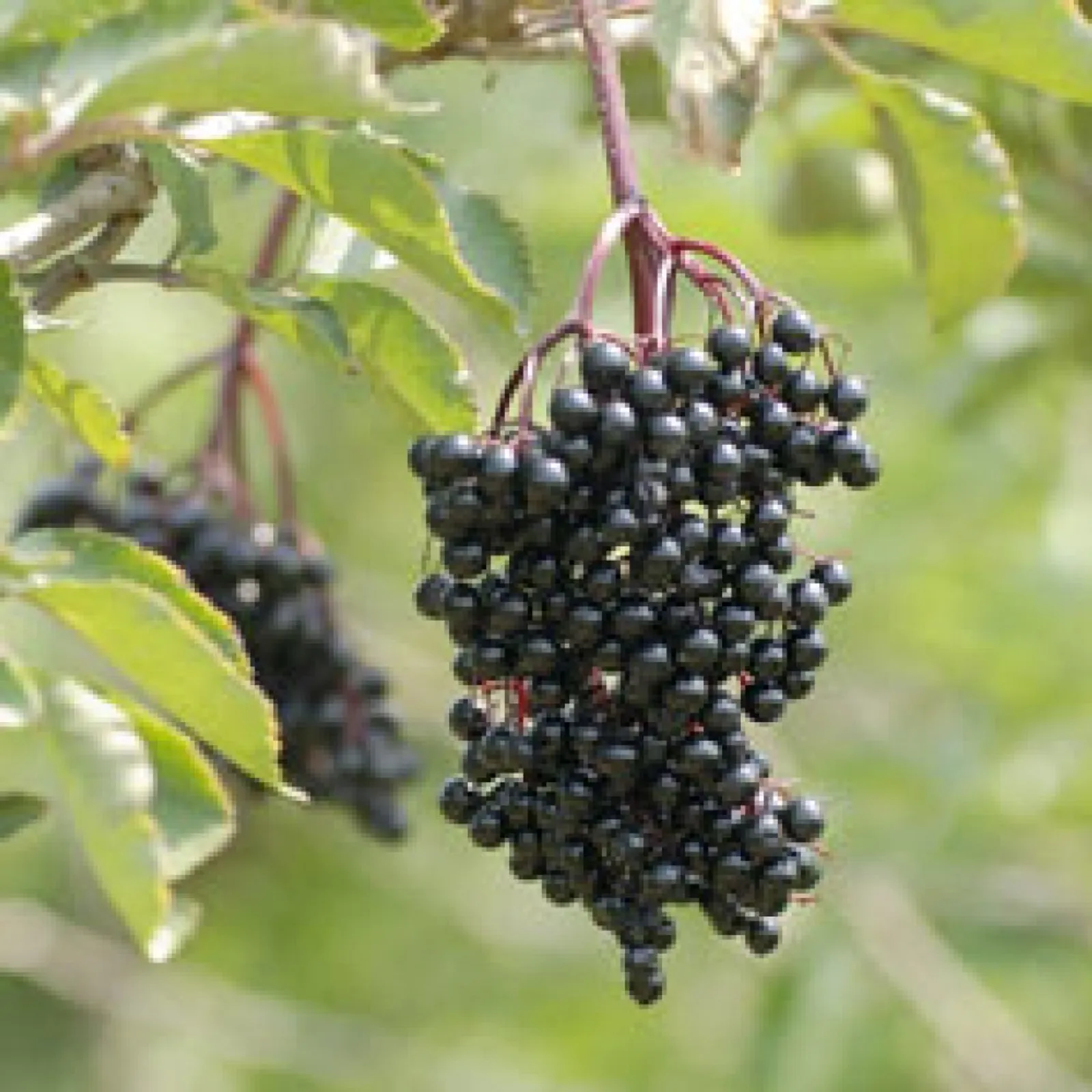 Samdal Elderberries