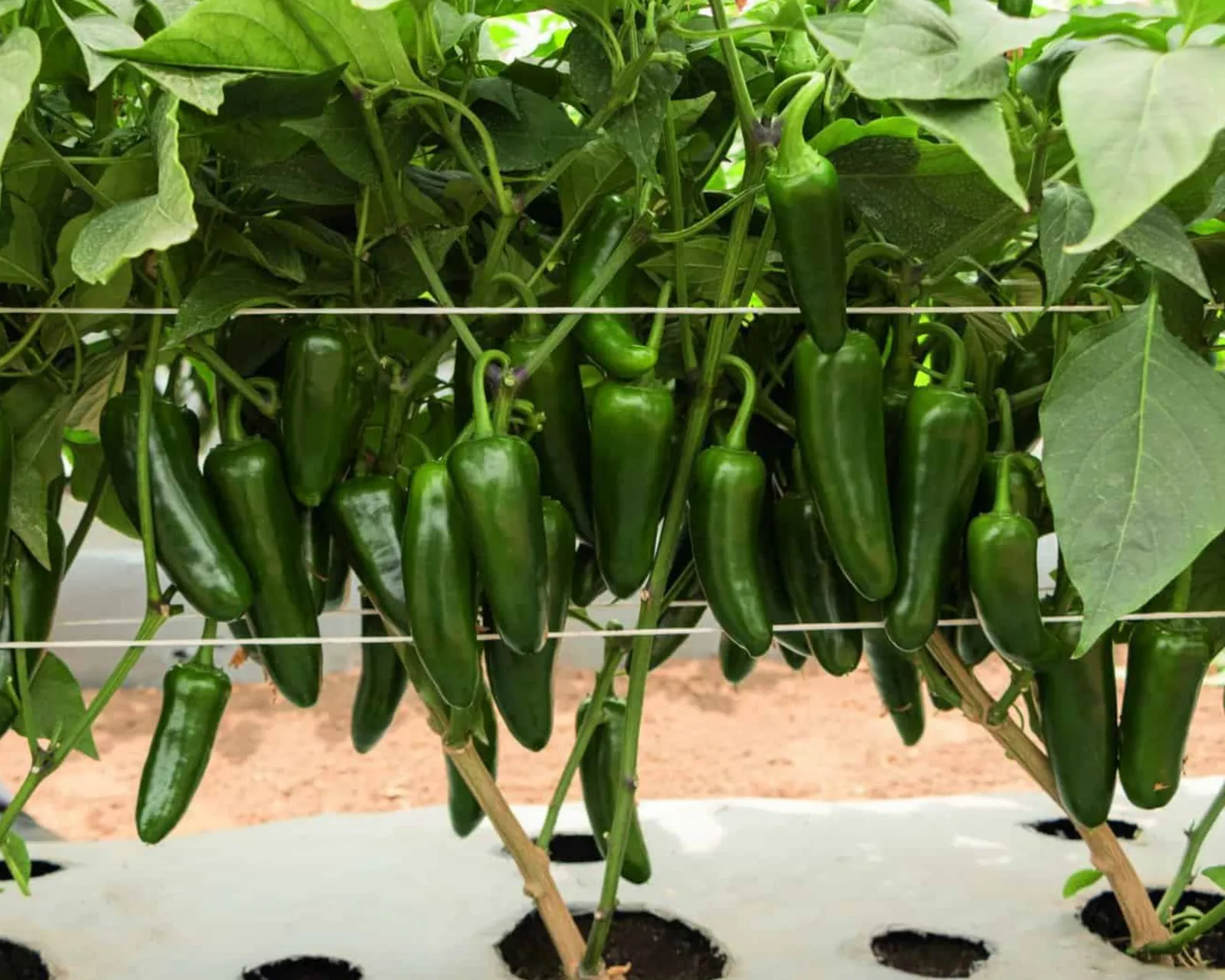 San Joaquin Hybrid Jalapeño Peppers