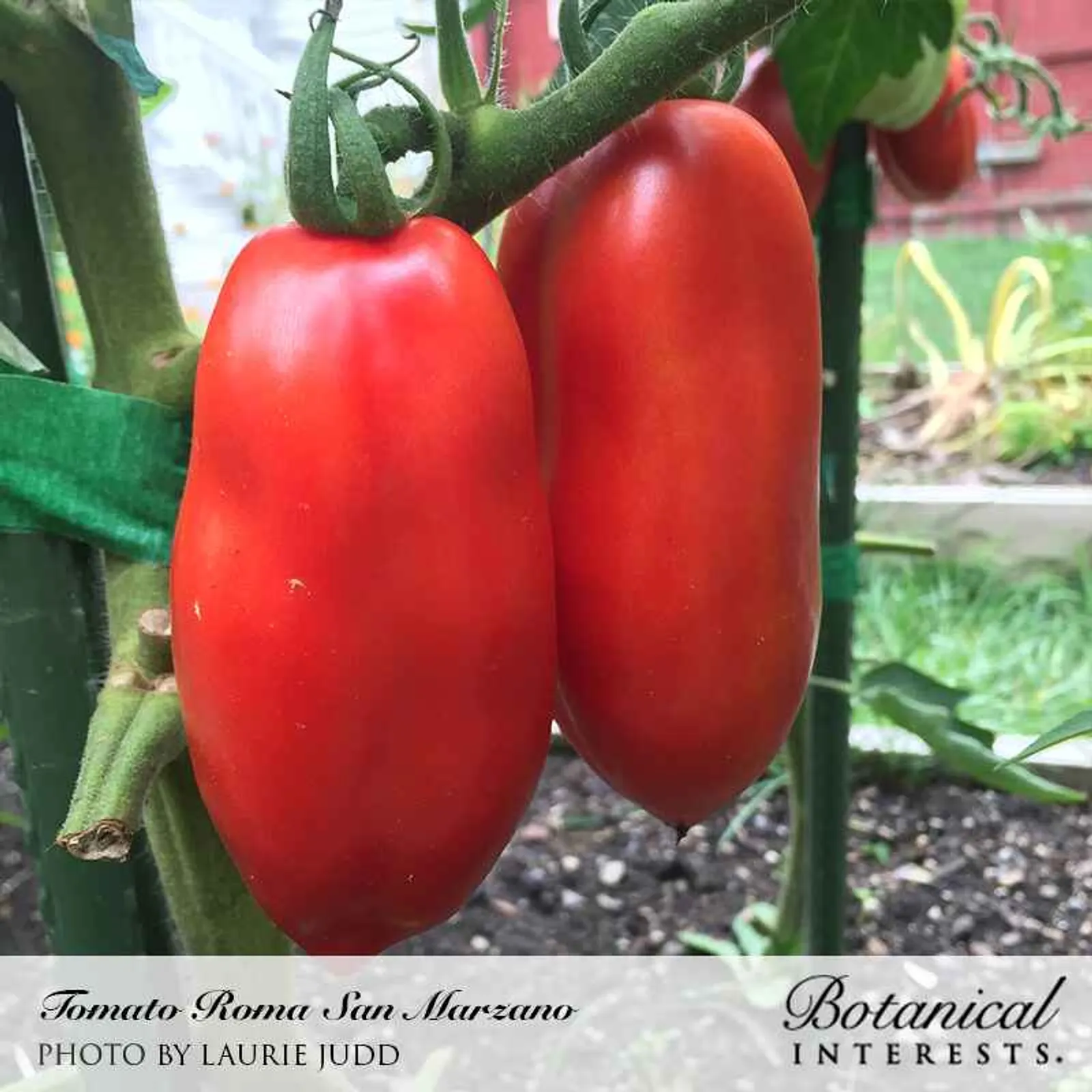 San Marzano Tomatoes