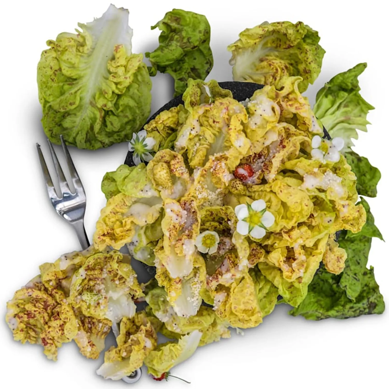 Sanguine Ameliore or Strawberry Cabbage Lettuce