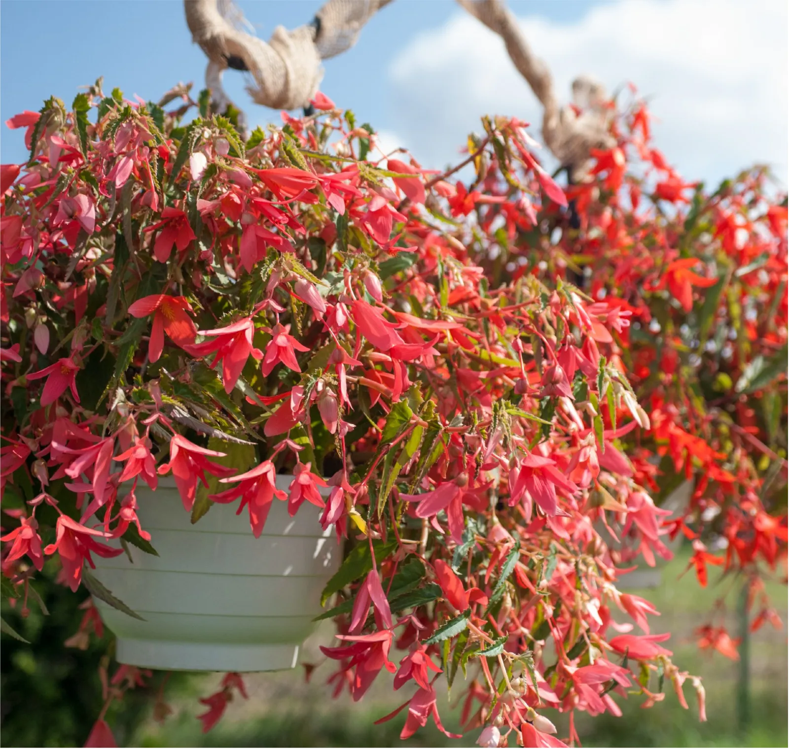 Santa Cruz Sunset Begonia Lobelia