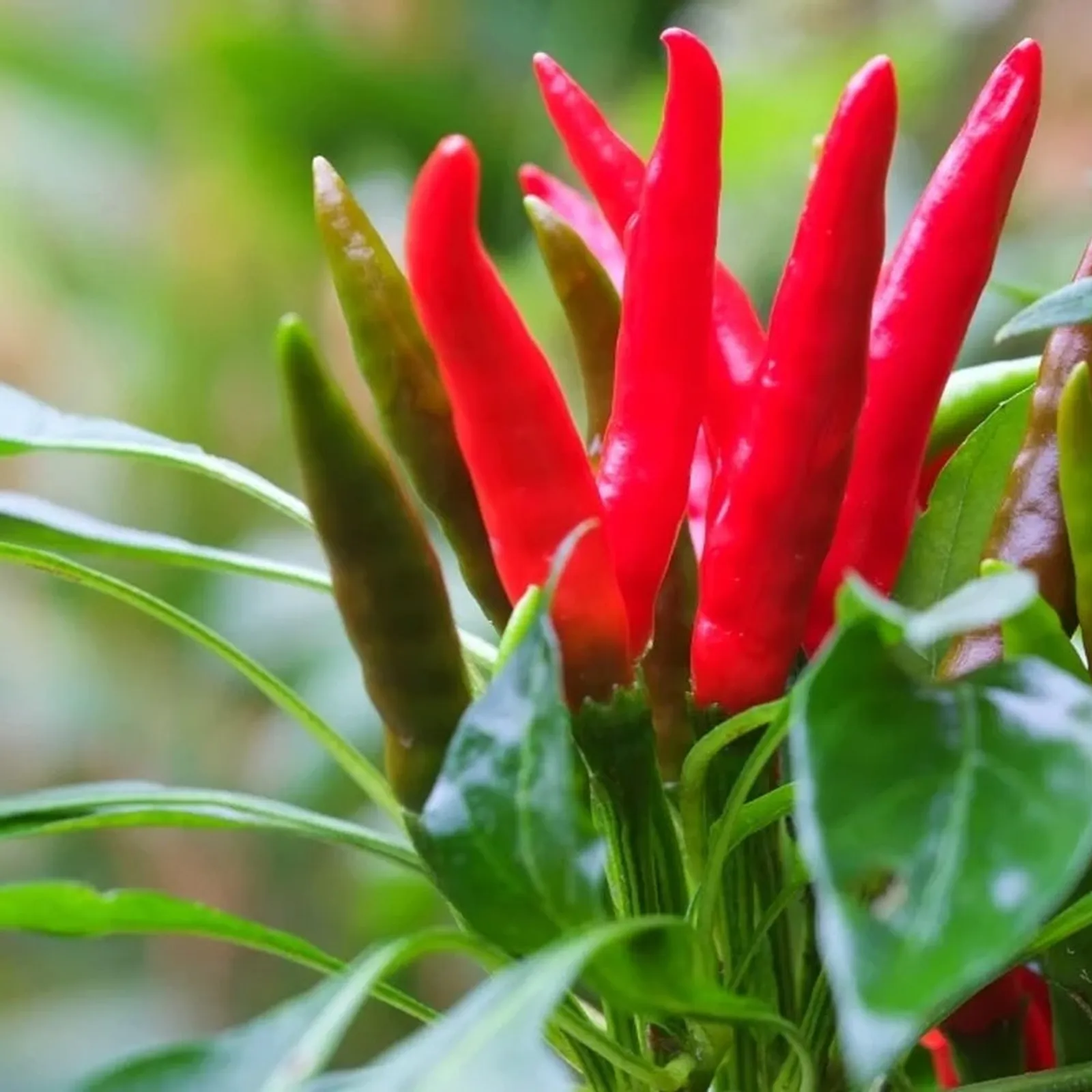 Santaka Chile Peppers