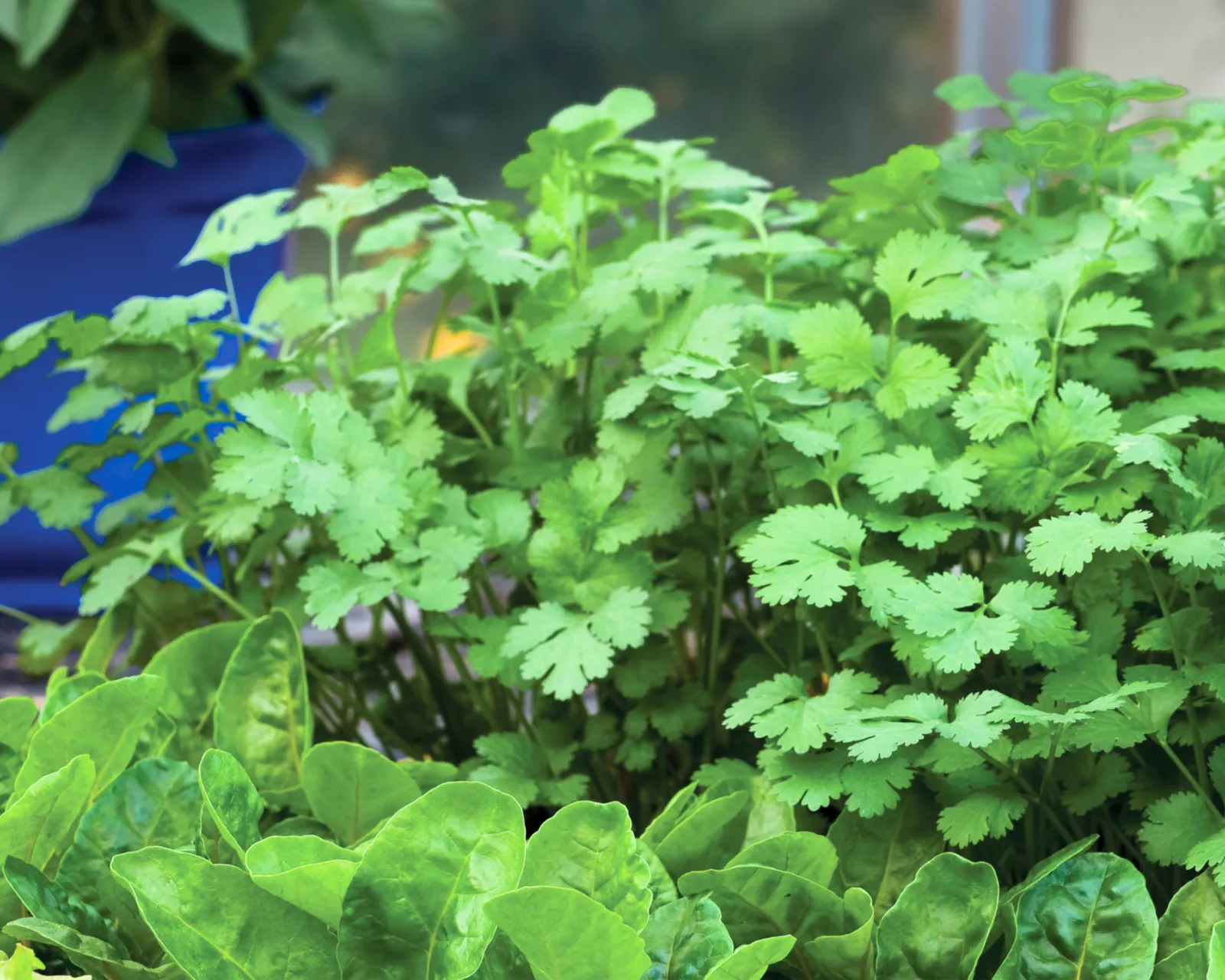 Santo Cilantro