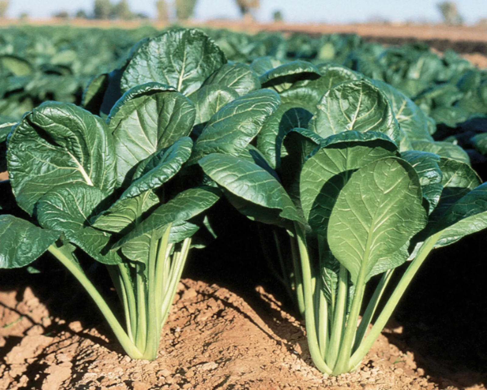 Savanna Hybrid Green Mustard