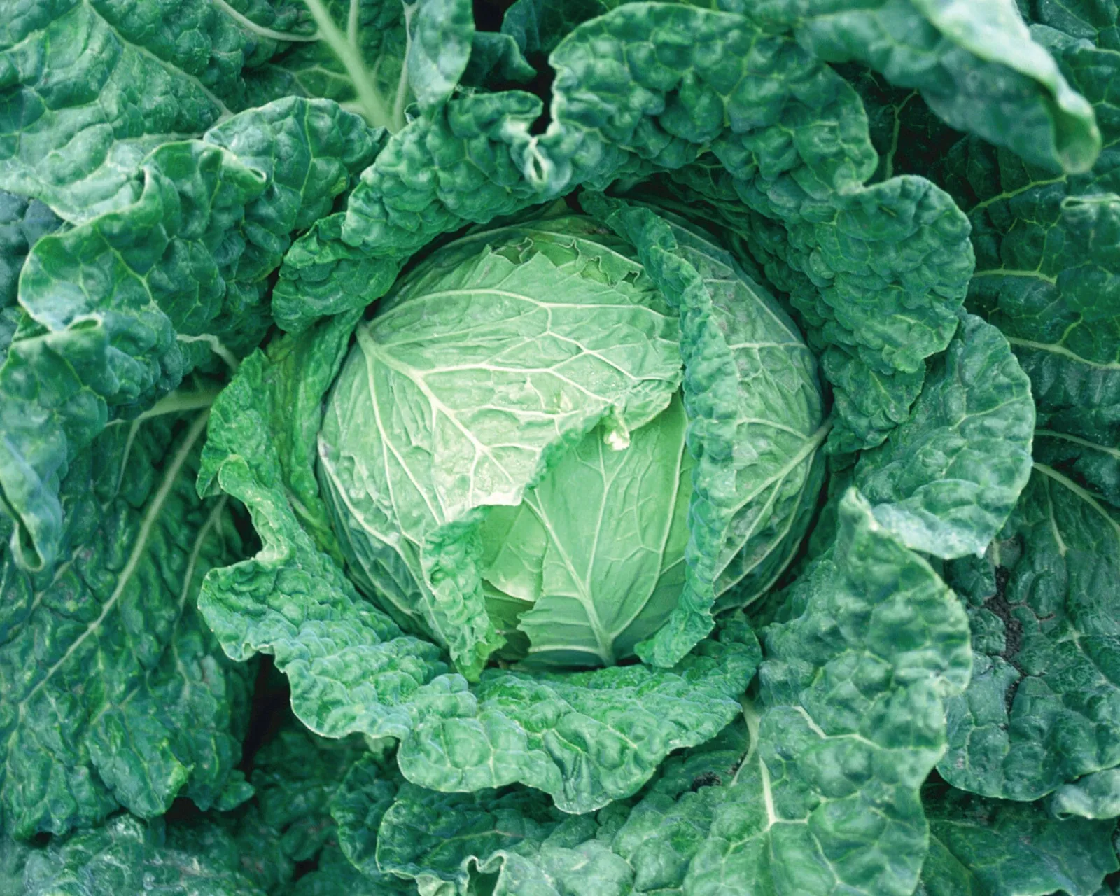 Savoy King Hybrid Savoy Cabbage