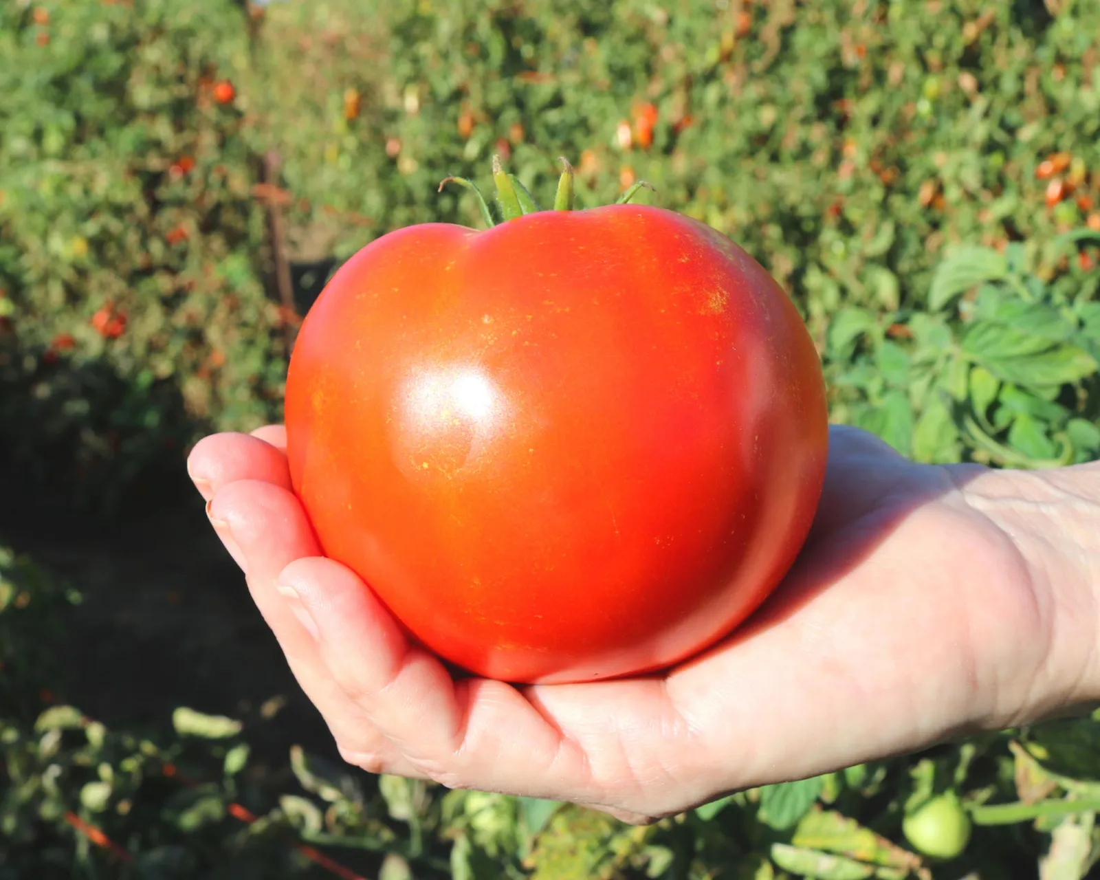 Saybrook Tomatoes