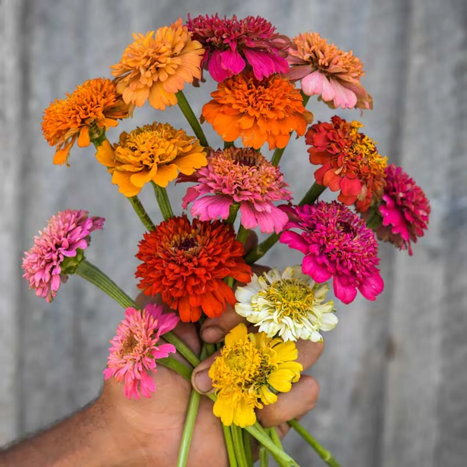 Scabiosa Zinnia