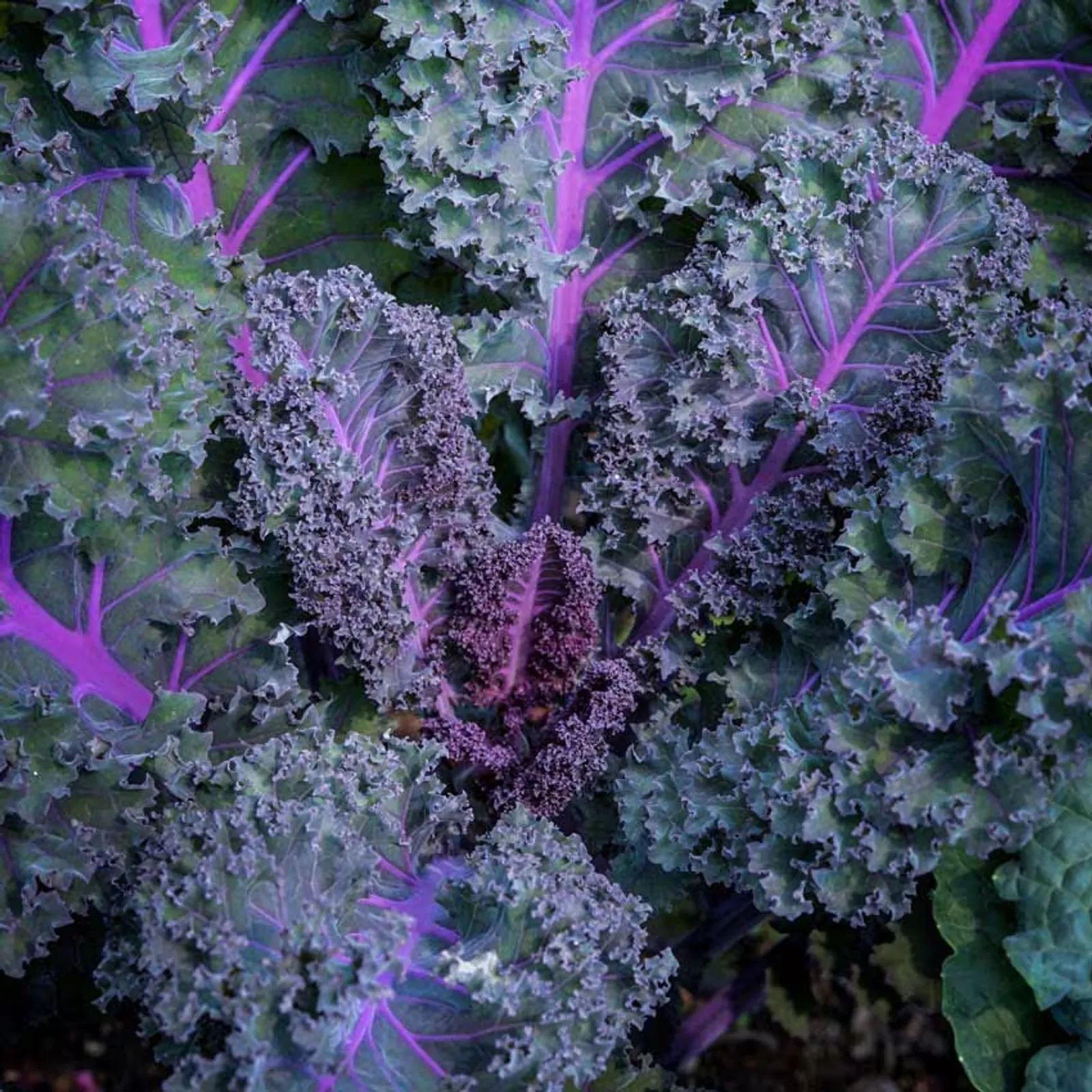Scarlet Kale