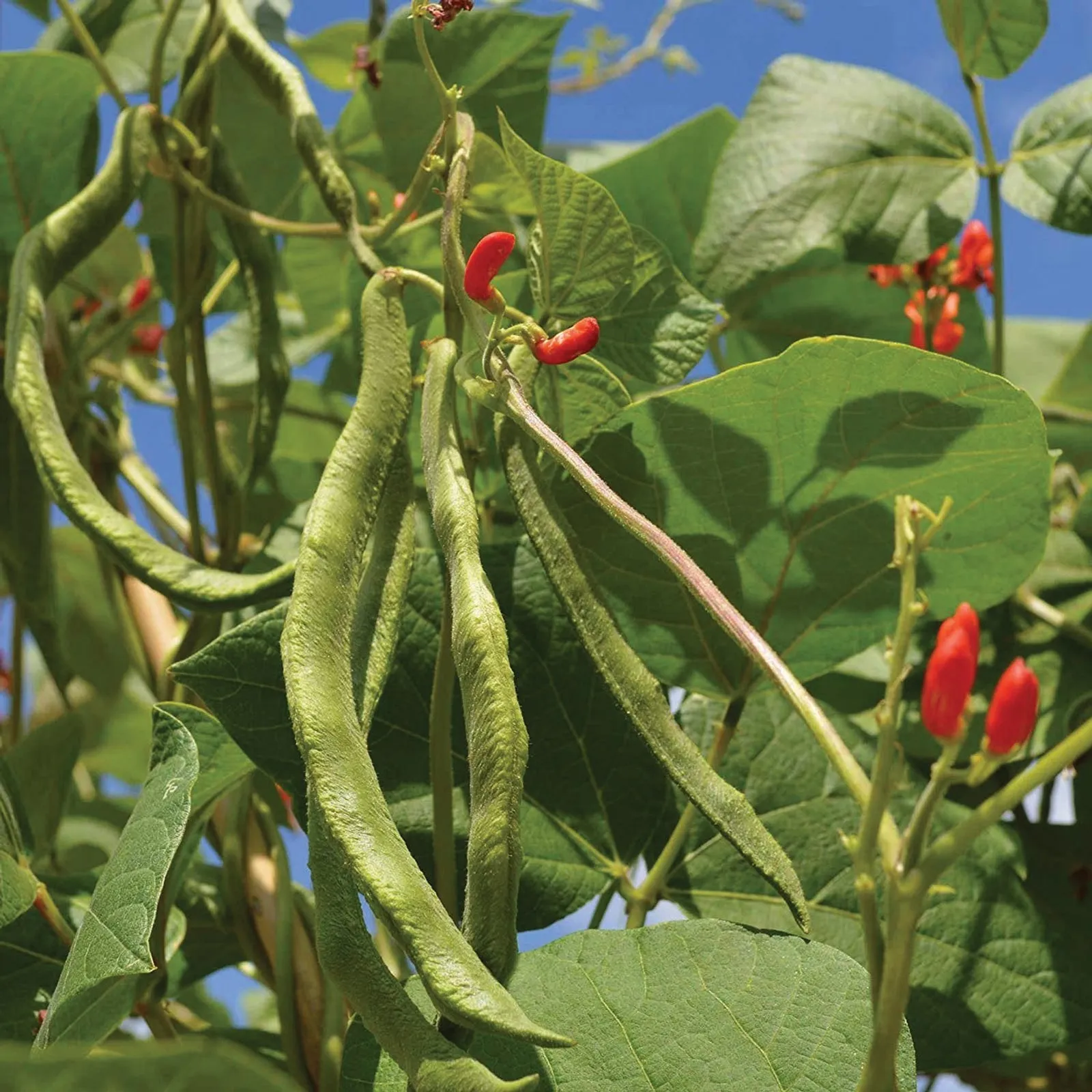 Scarlet Beans