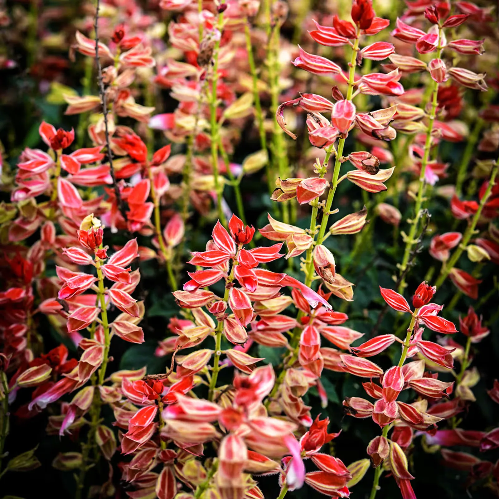 Scarlet Bicolor Sage