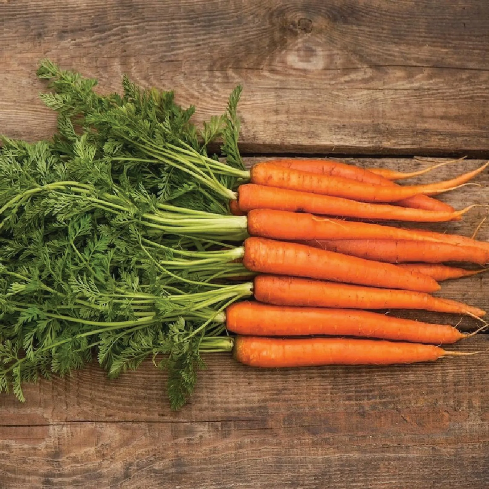 Scarlet Nantes Carrots