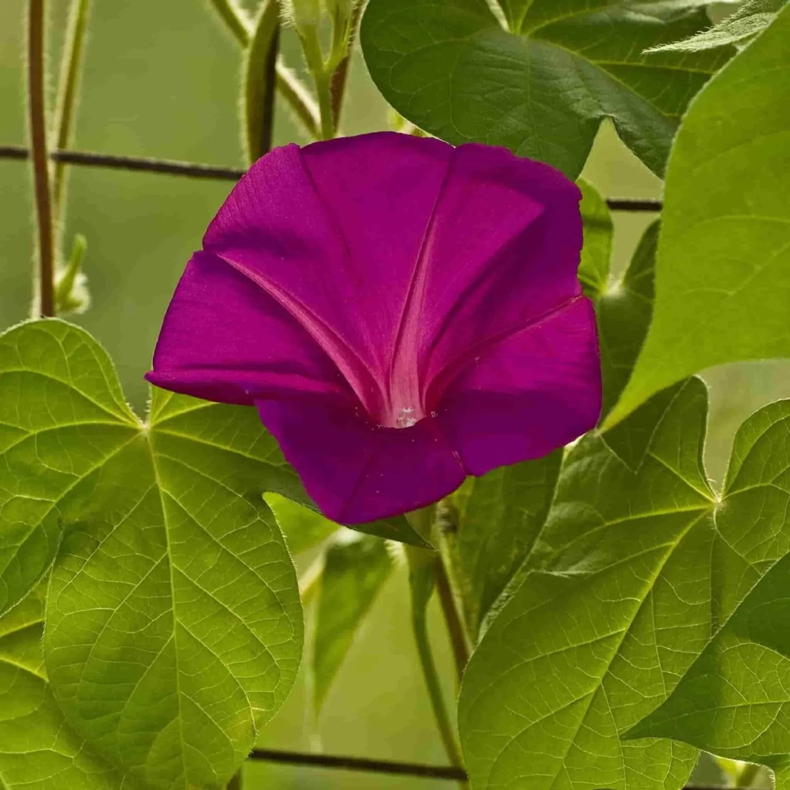 Scarlet O'Hara Morning Glory