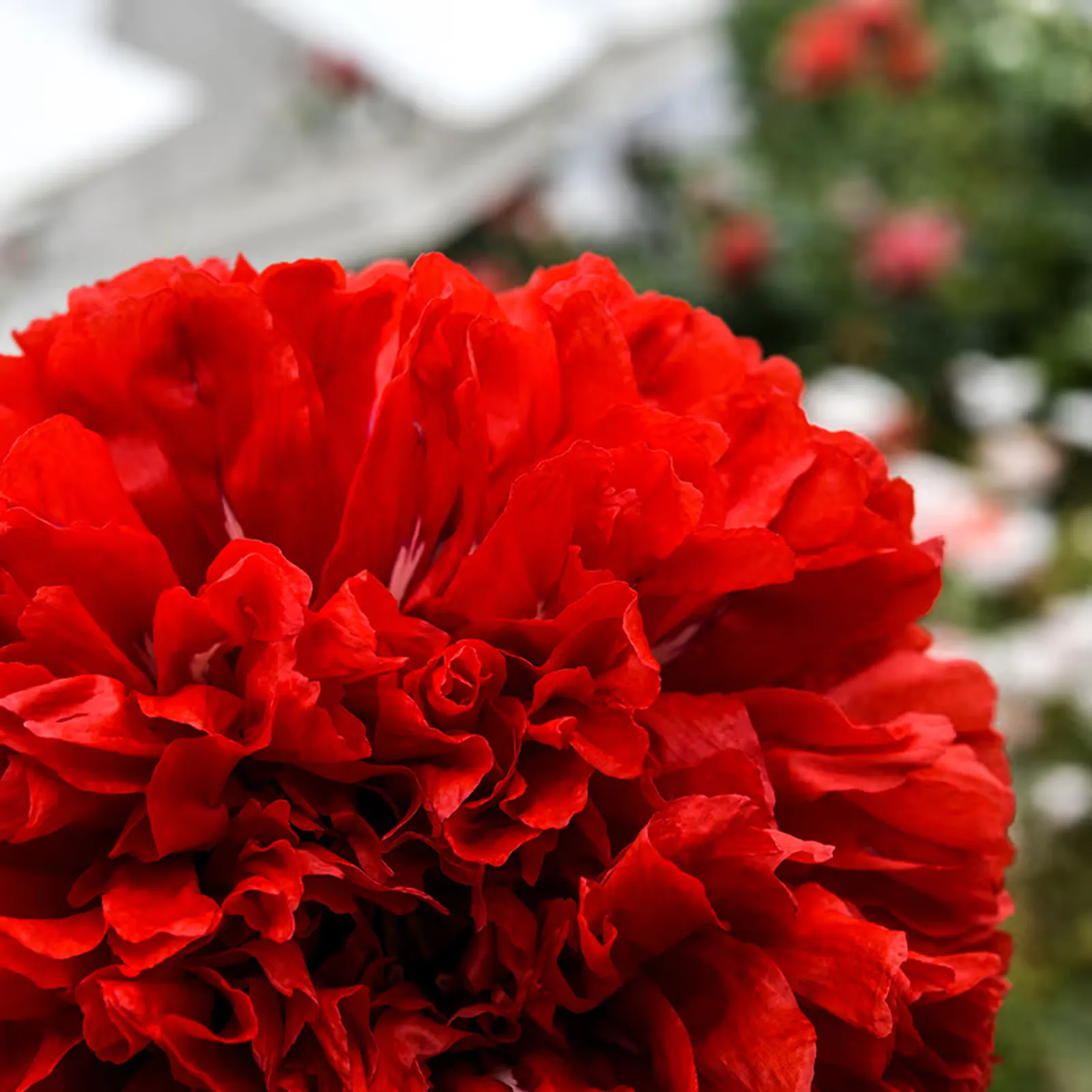 Scarlet Peony California Poppy