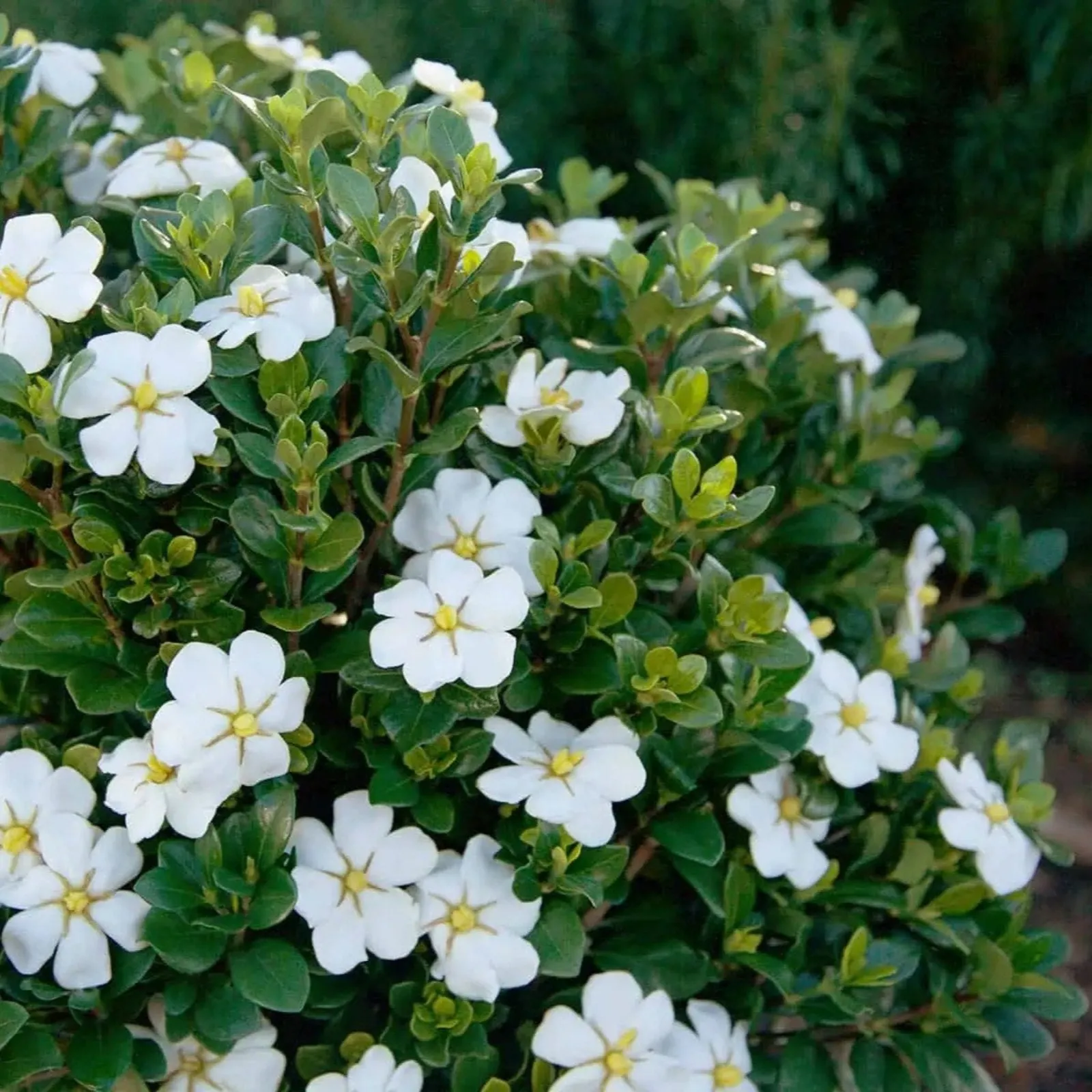 ScentAmazing Gardenia