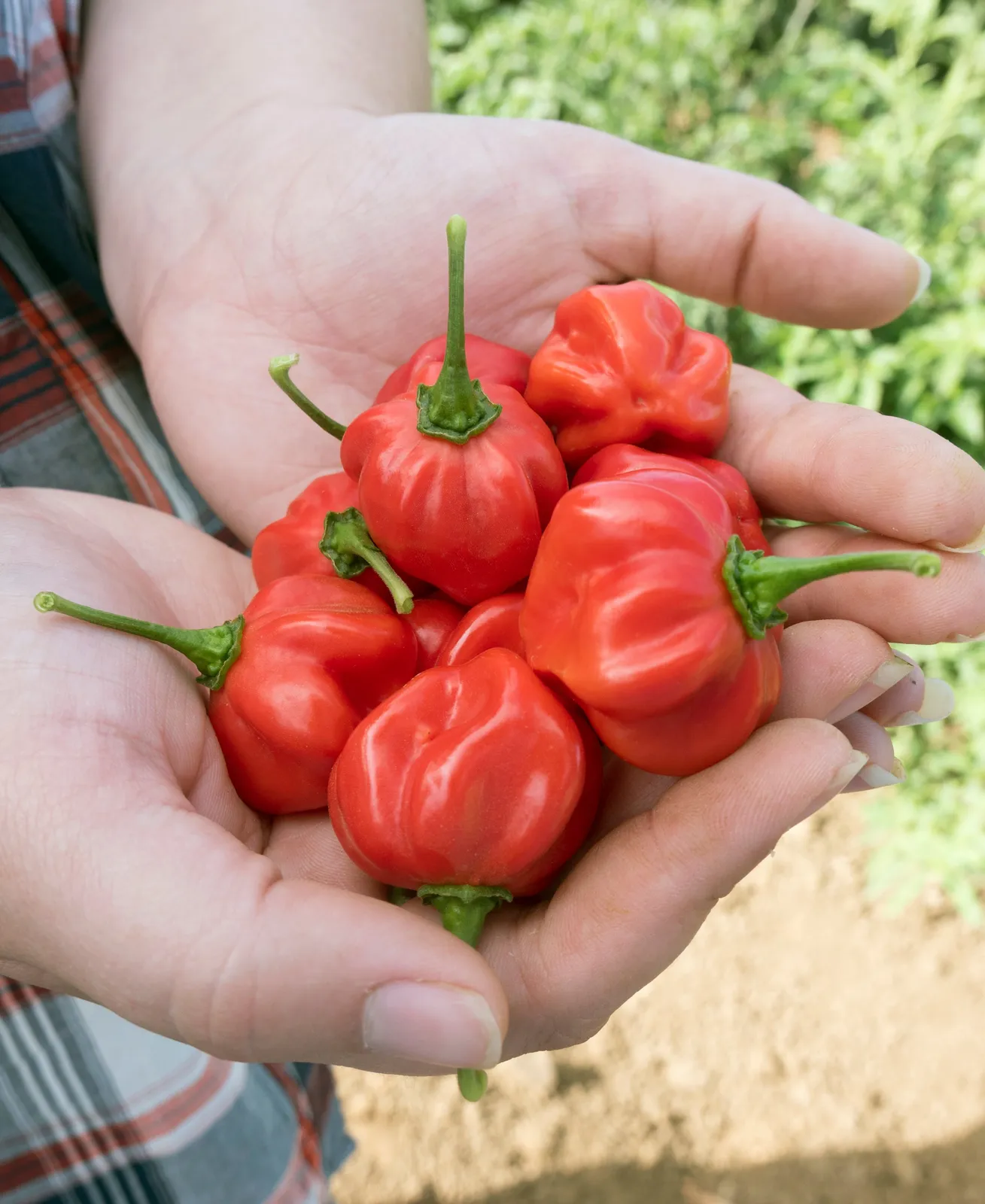 Scotch Bonnet Red Peppers